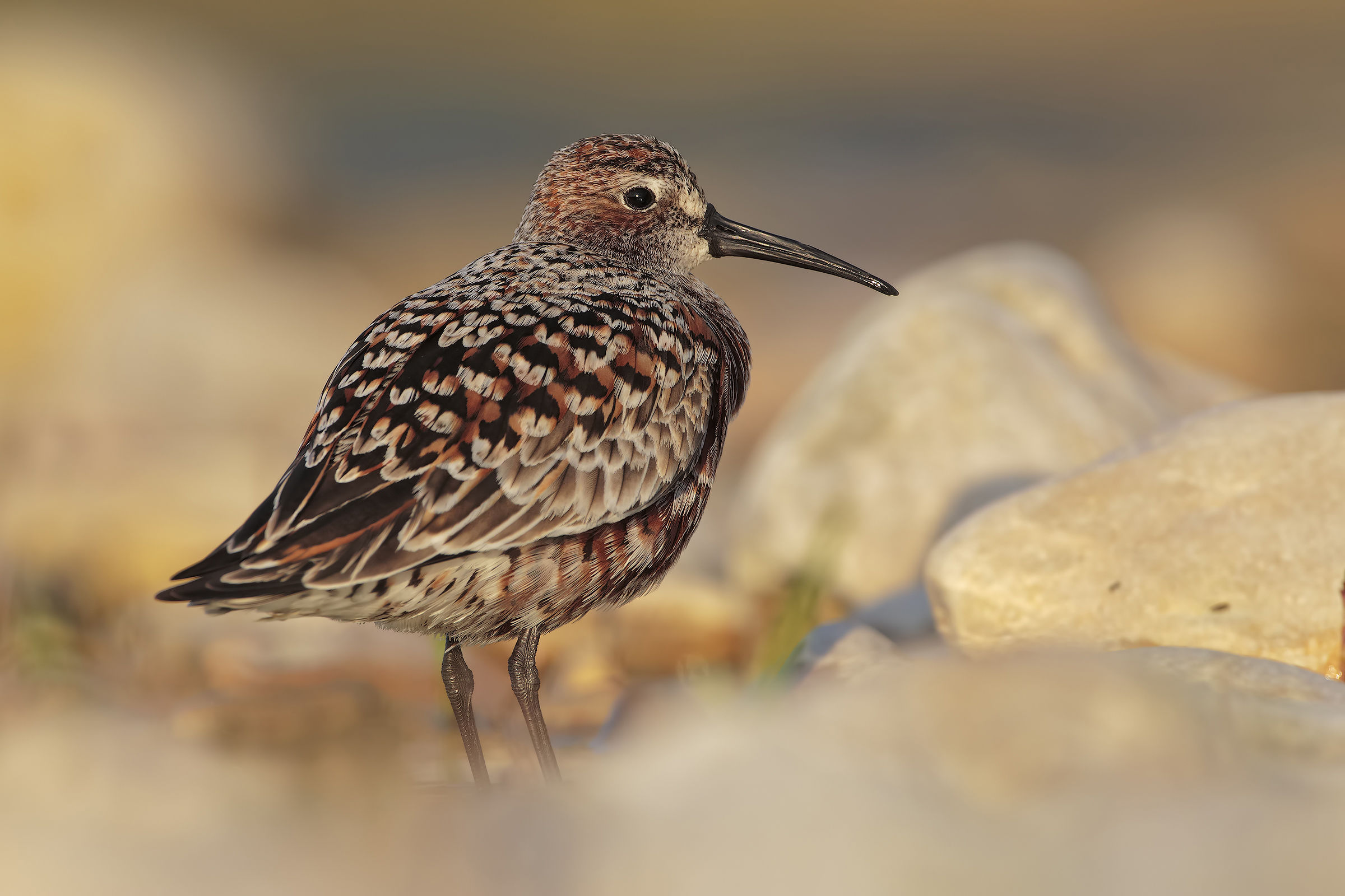 Common Sanderling