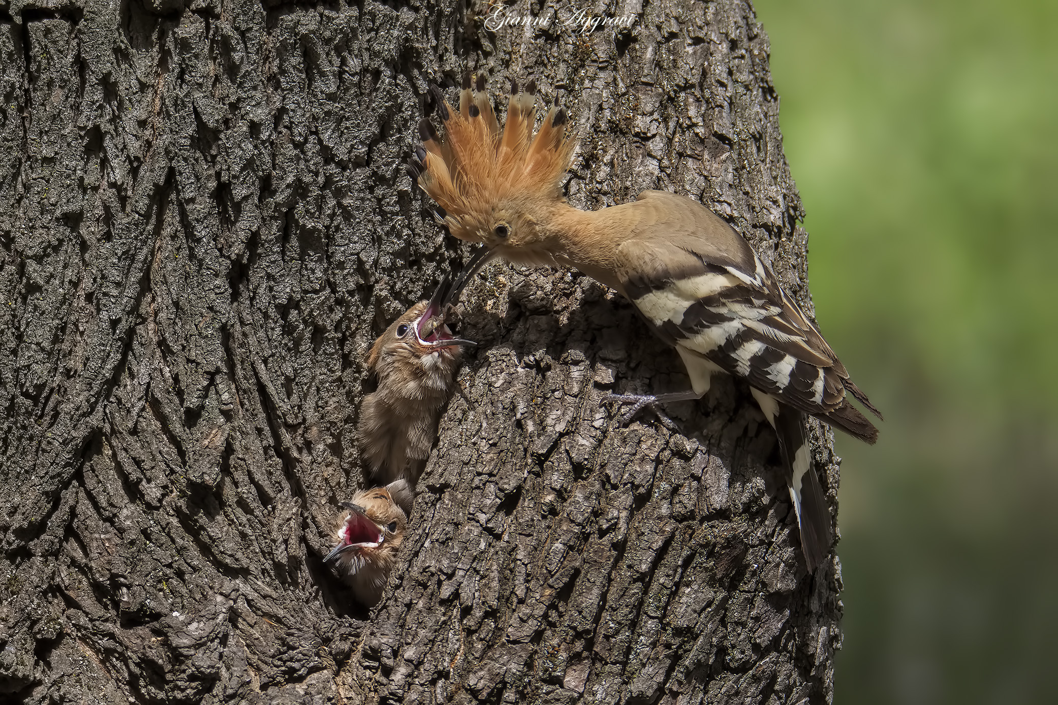 Hoopoe struggling with family 2