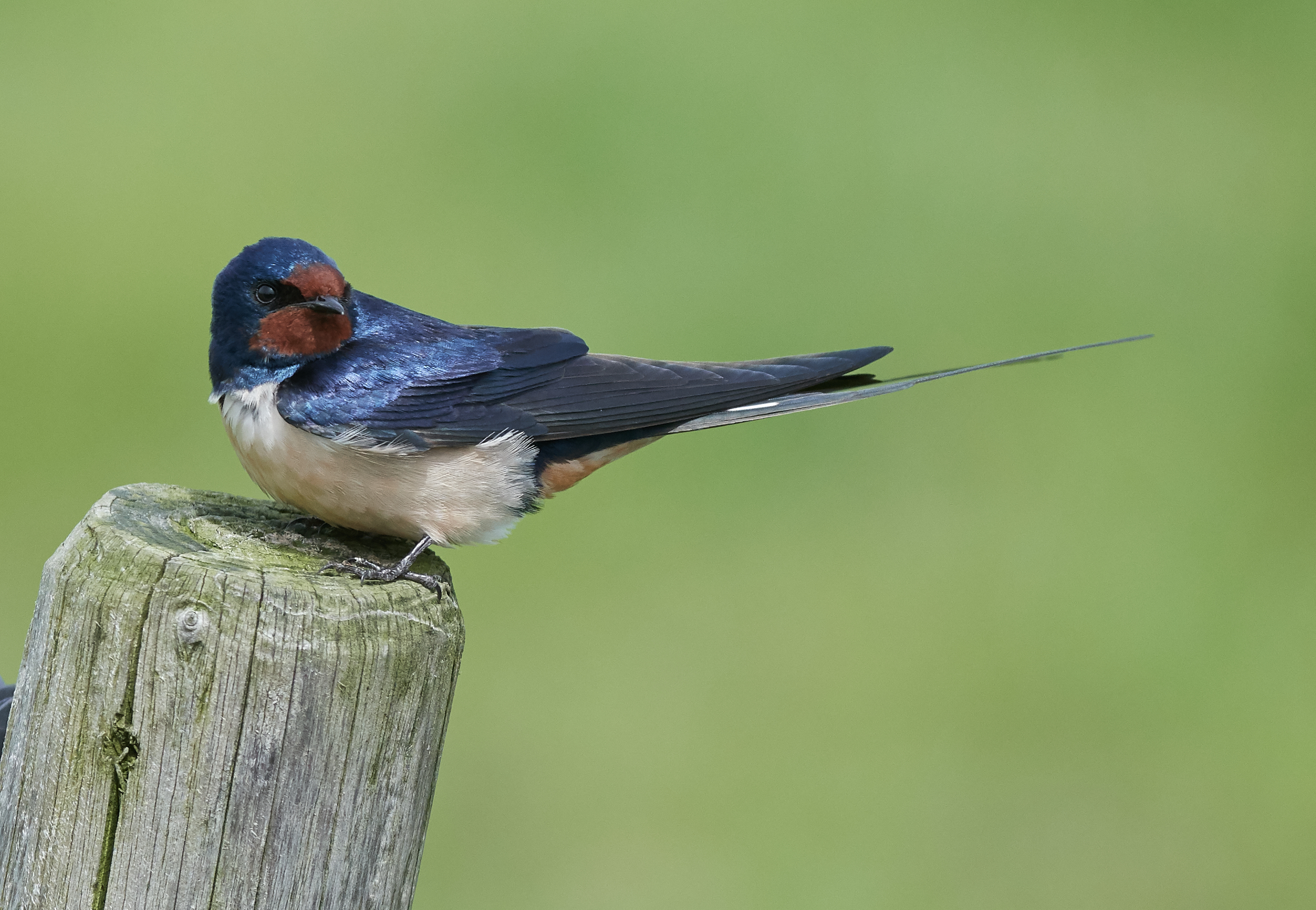 Barn Swallow on a hot morning