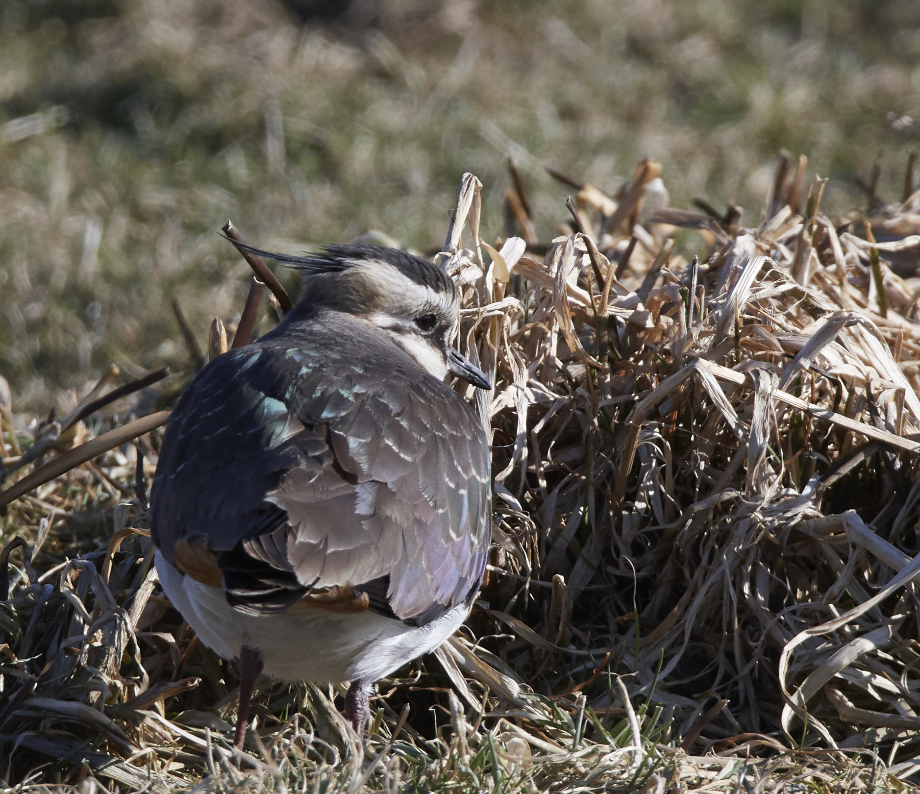Lapwing seeking shelter against hard wind