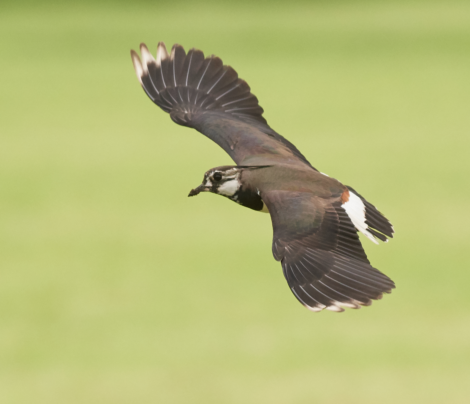 Lapwing defending nest