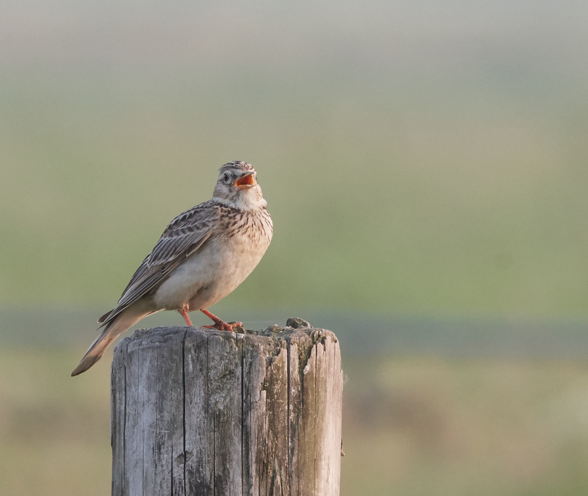 Skylark