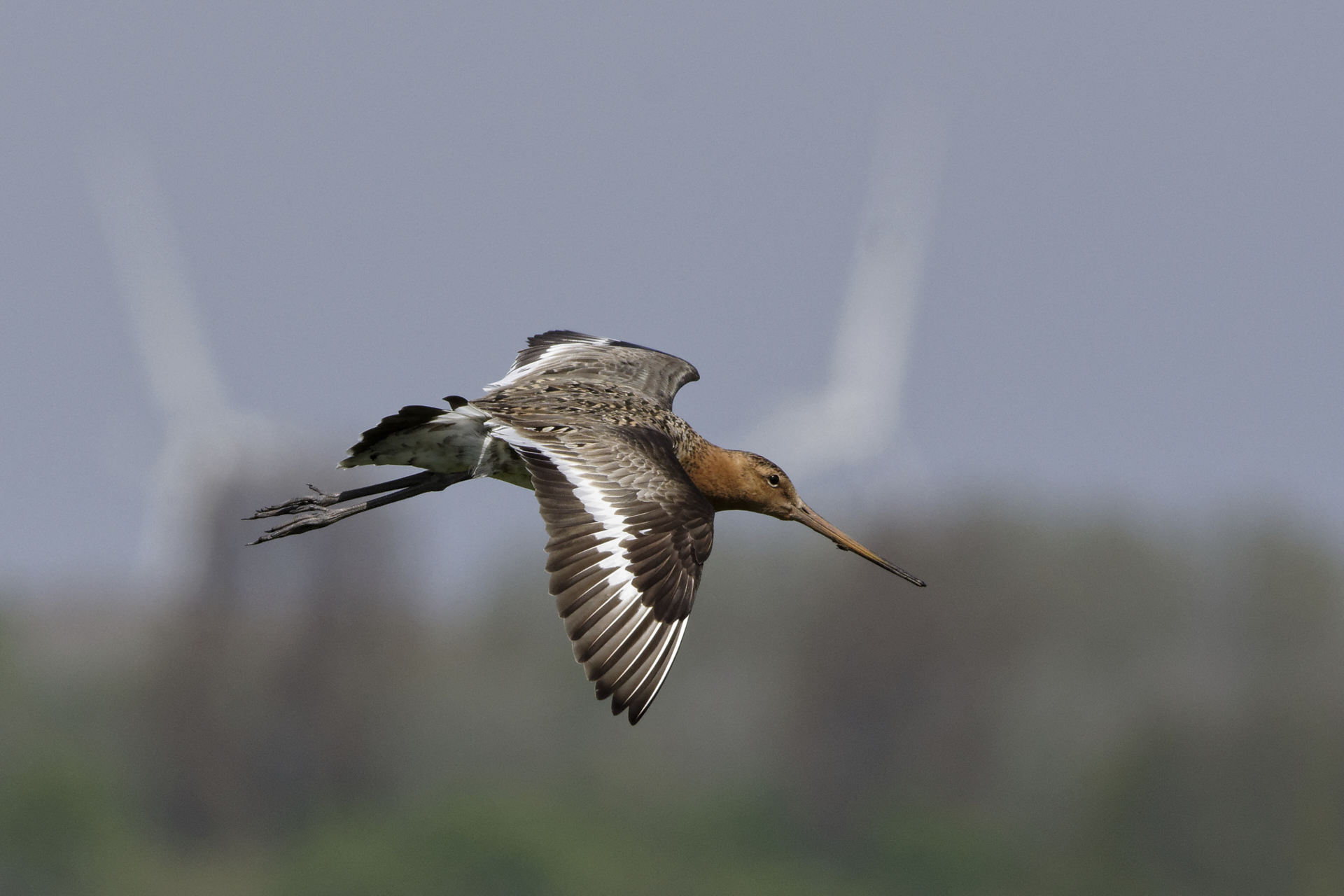 Blacktailed Godwit: Windmills & Wings