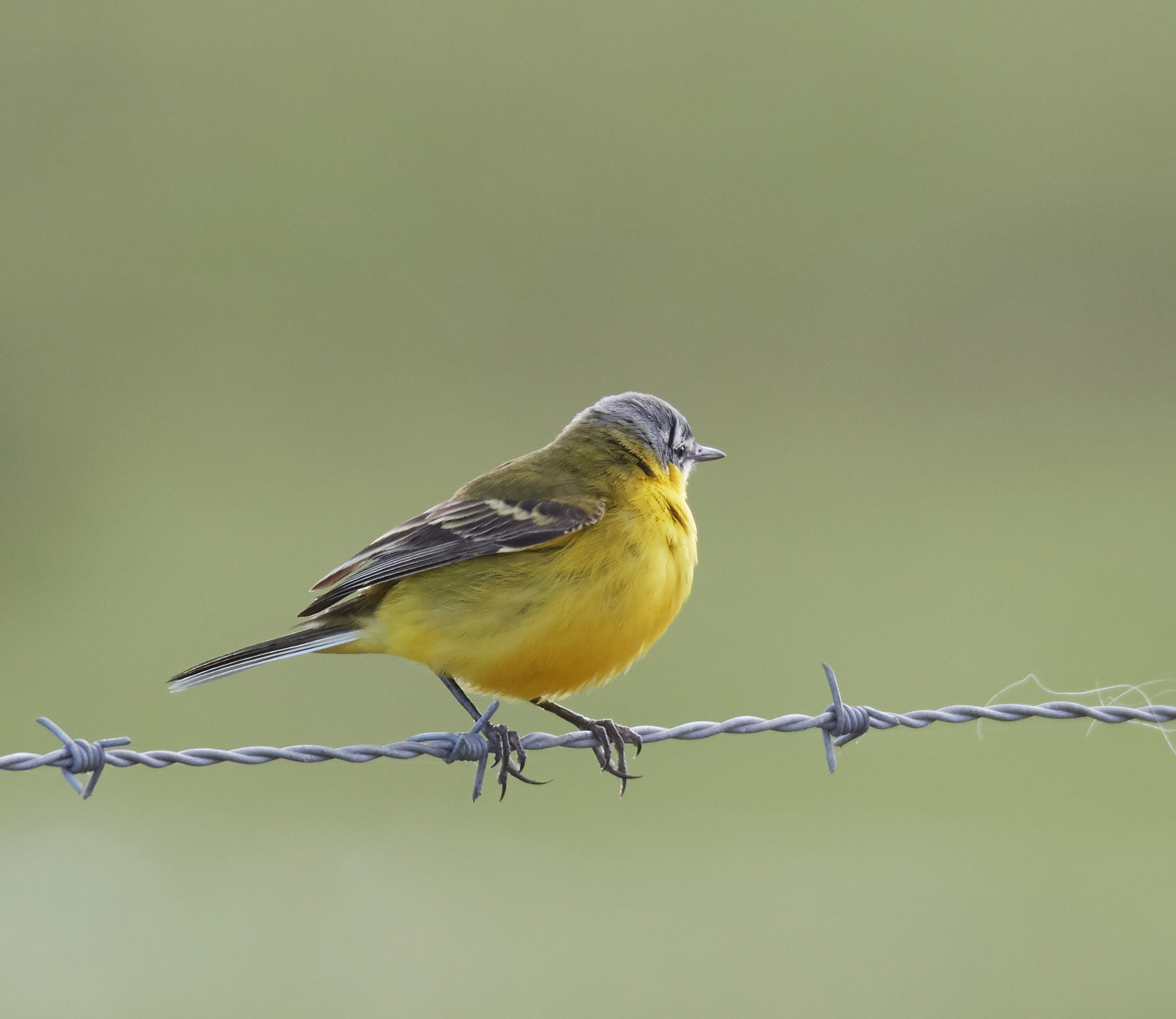 Yellow Wagtail