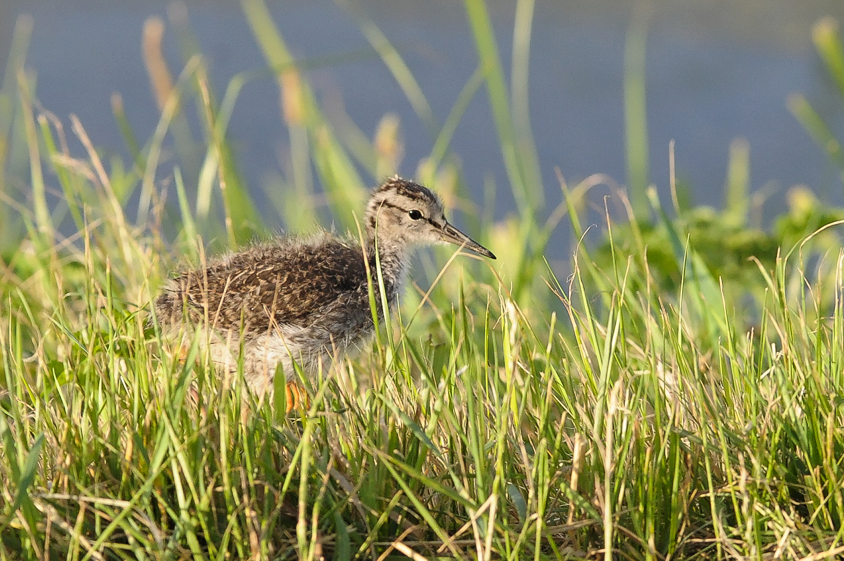 Baby Redshank