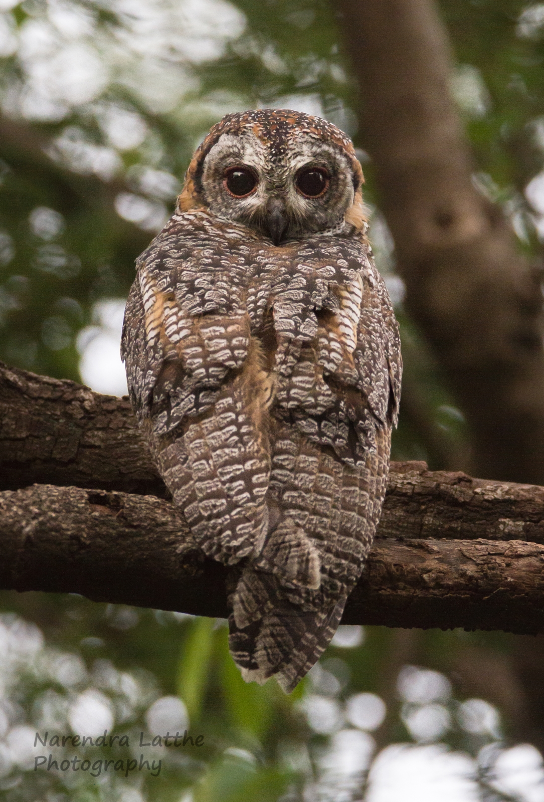 Mottled wood owl