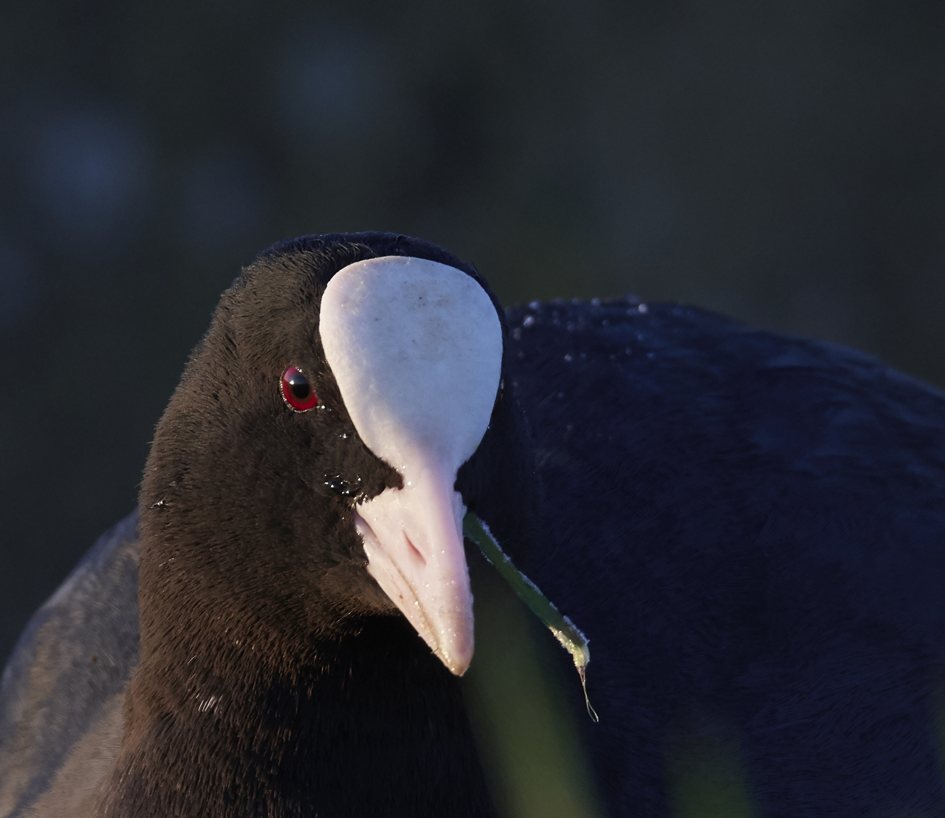 Ritratto della folaga