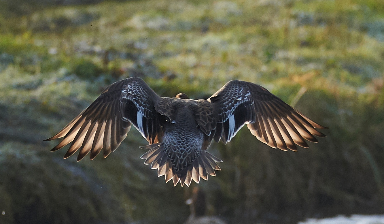 Widgeon Frontlit mattina presto