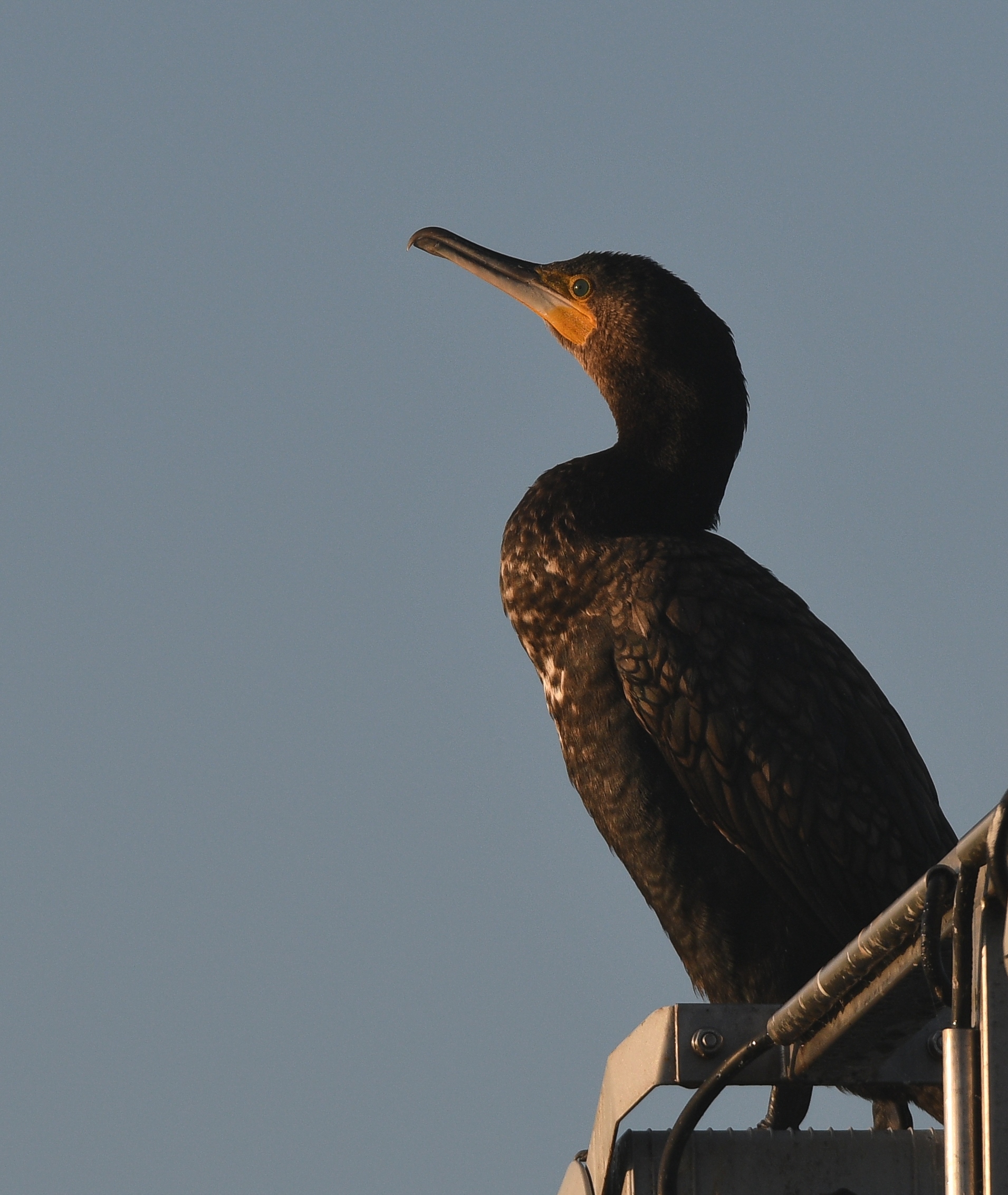 Cormorano mattina presto