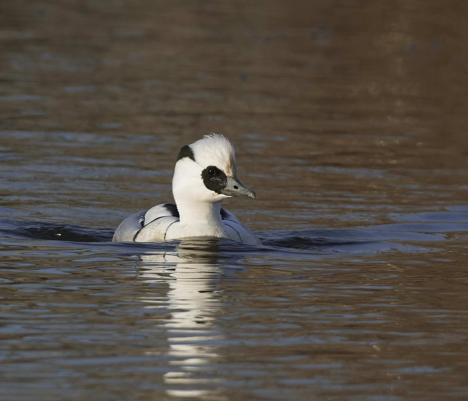 Maschio dell'uccello della suora
