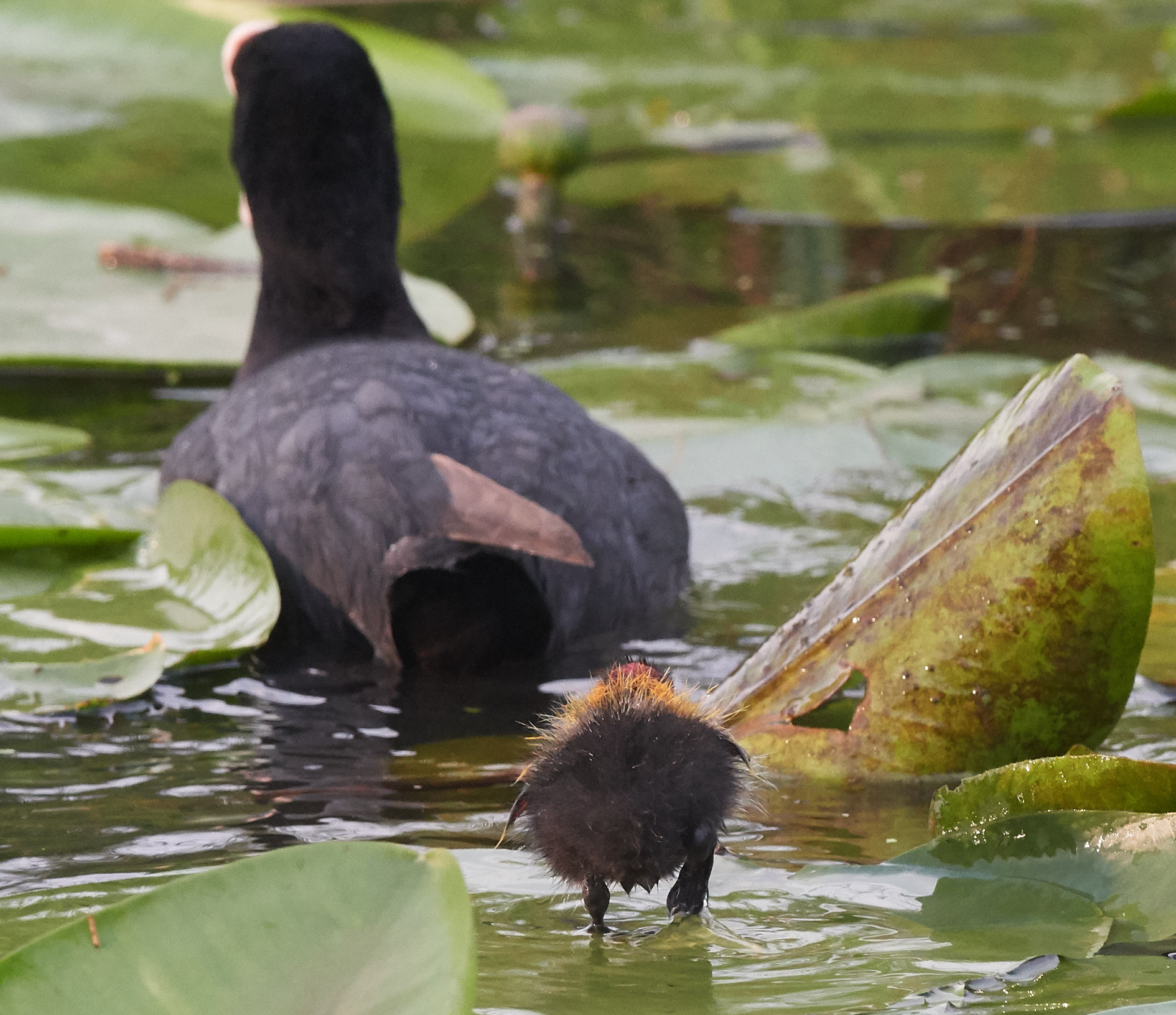 Folaga seguente della mummia del bambino