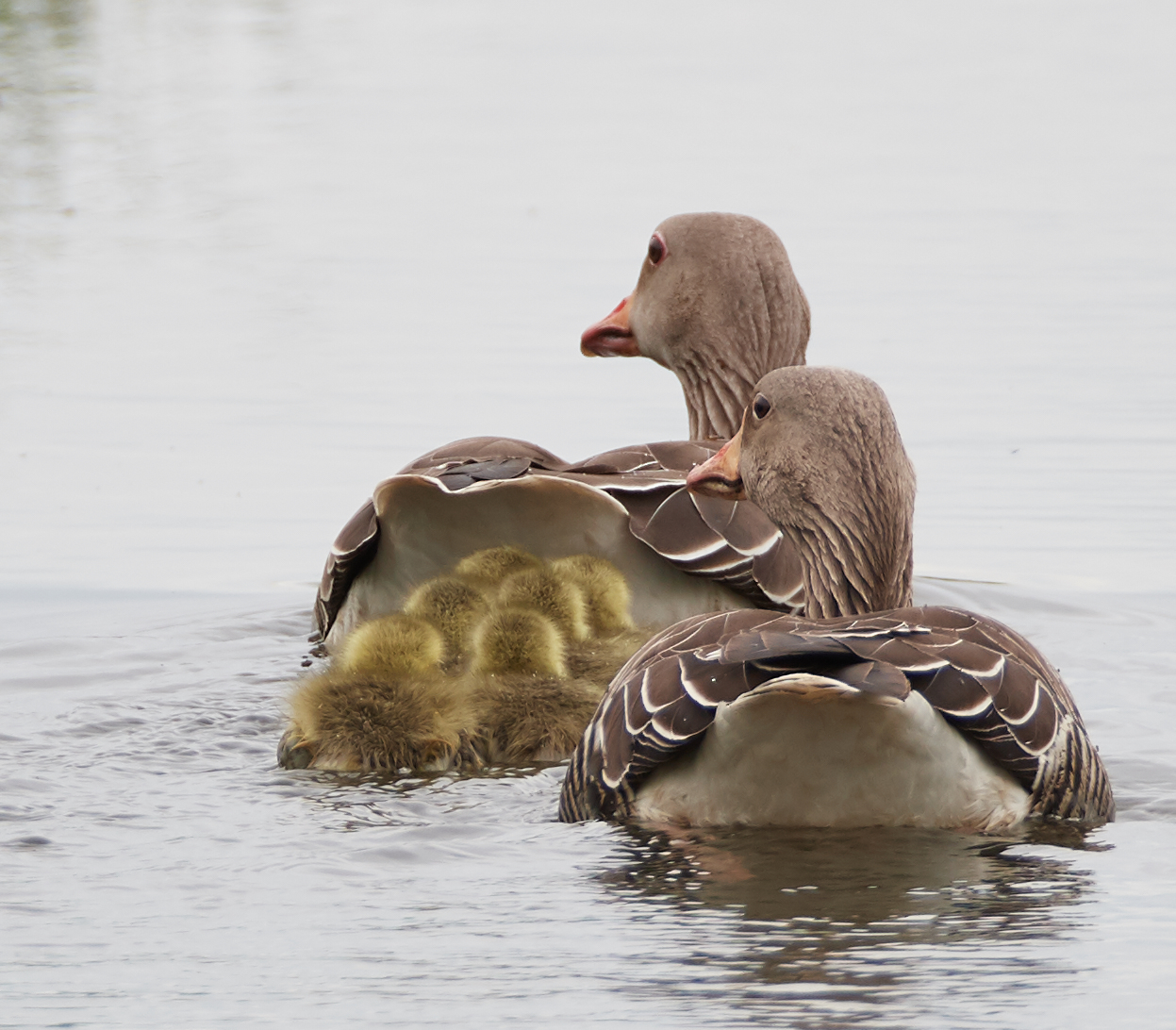 Famiglia grigia delle oche