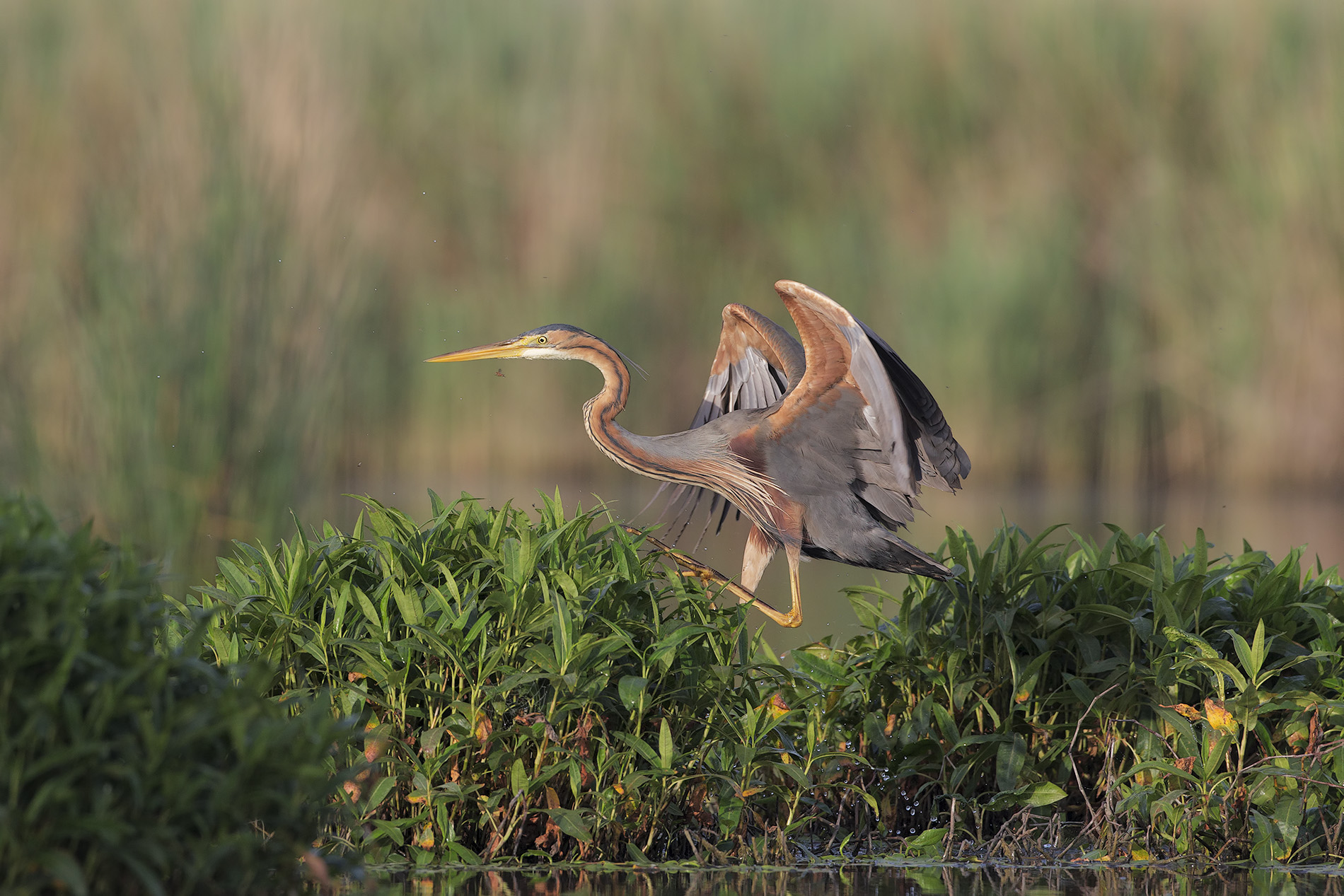 Red Heron