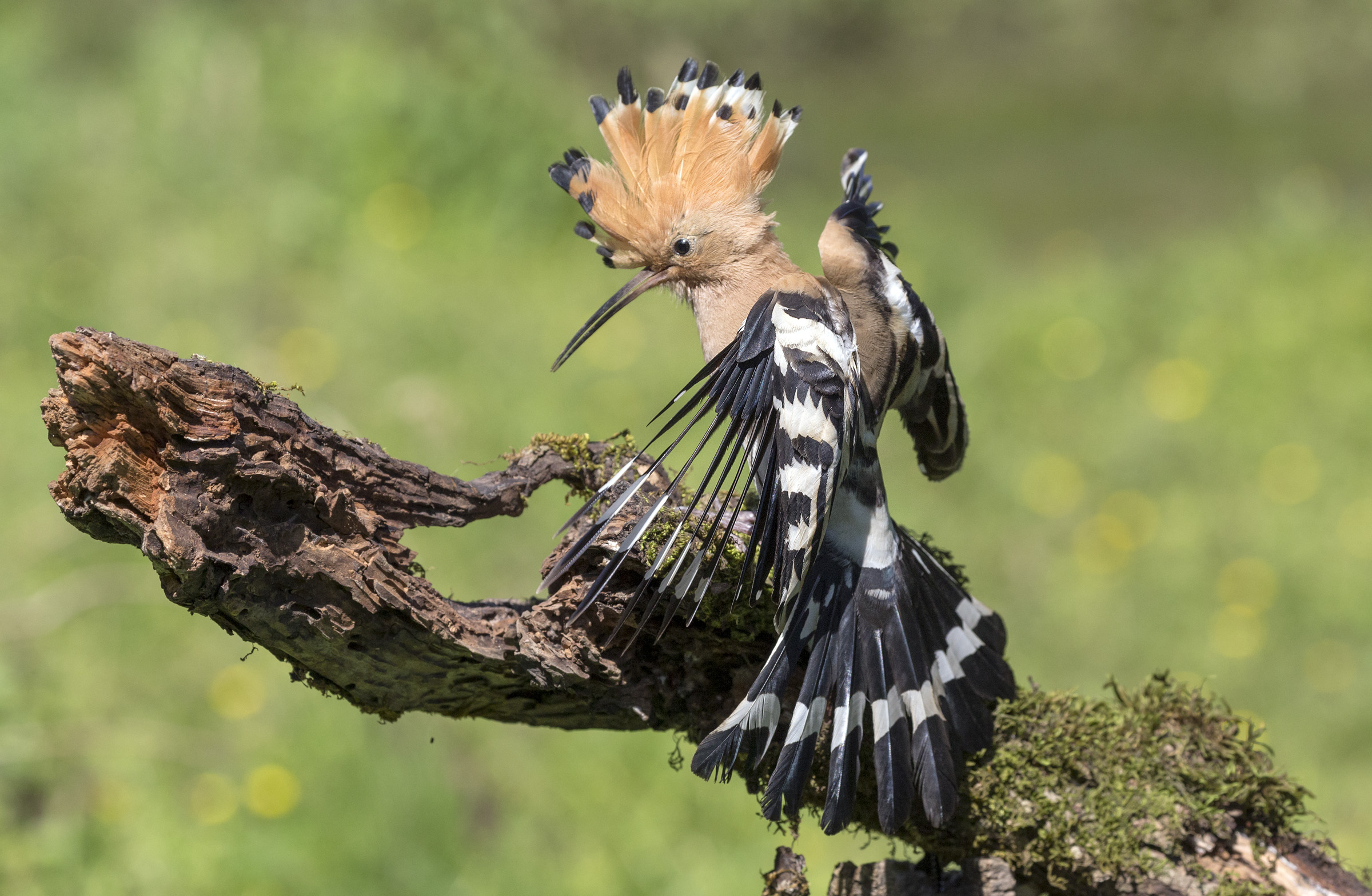Upupa in atterraggio
