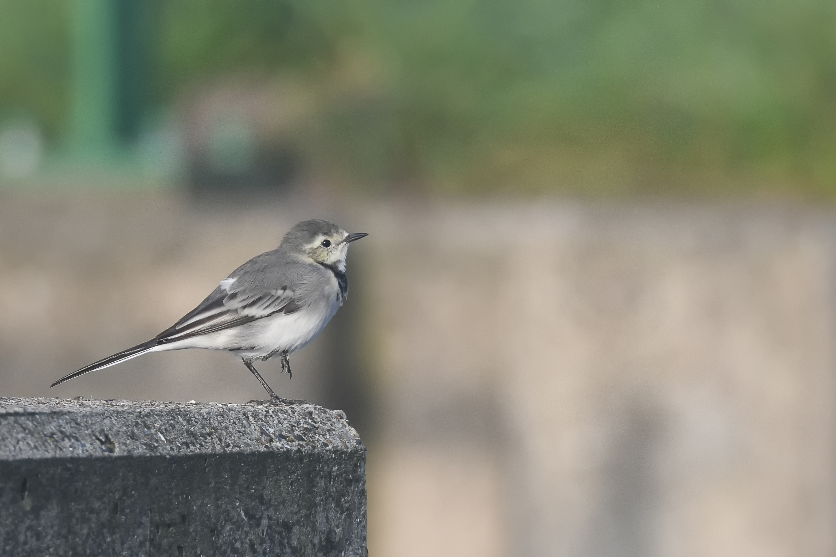 Giovane Cutrettola bianco