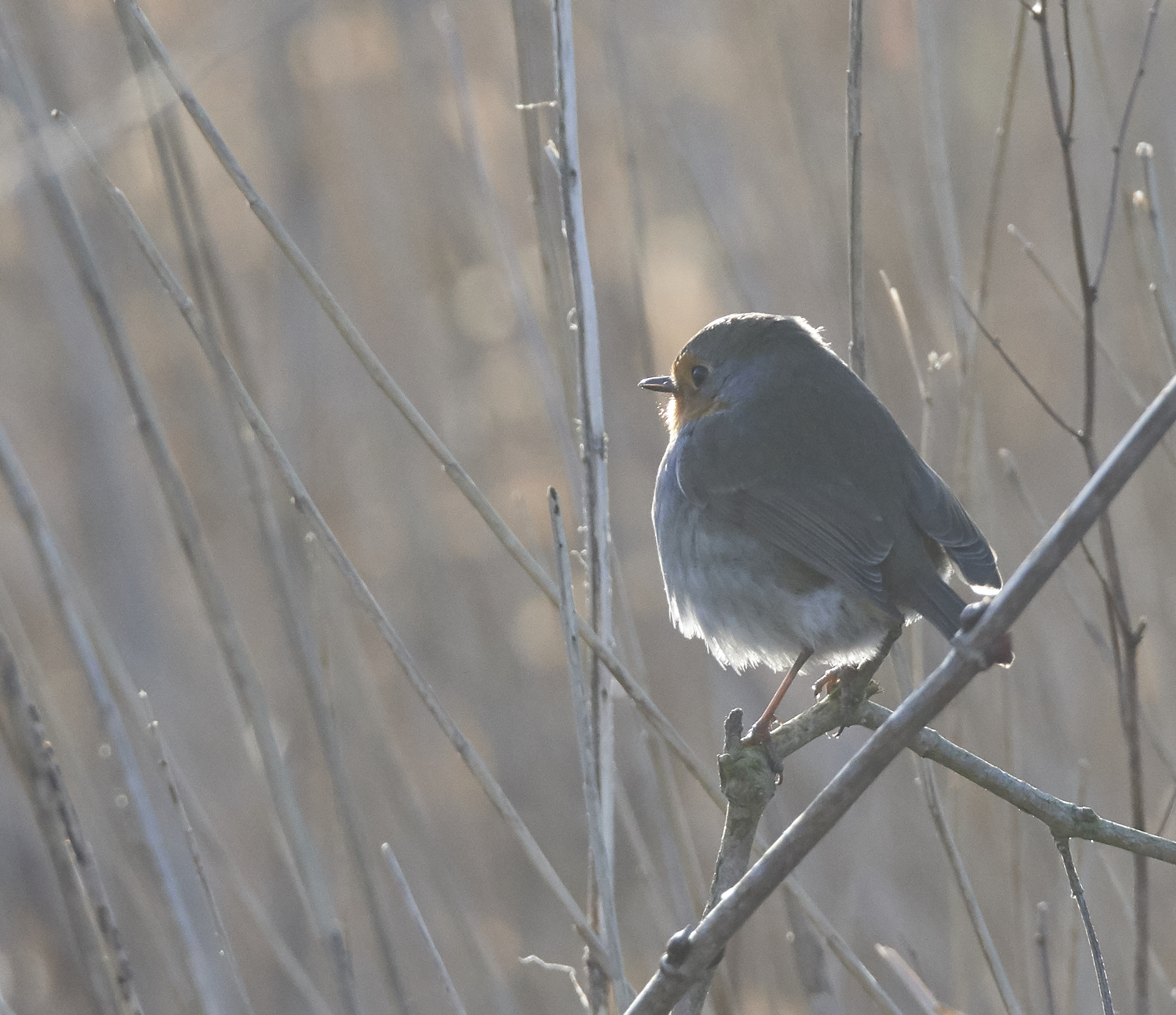 Robin luce del mattino presto