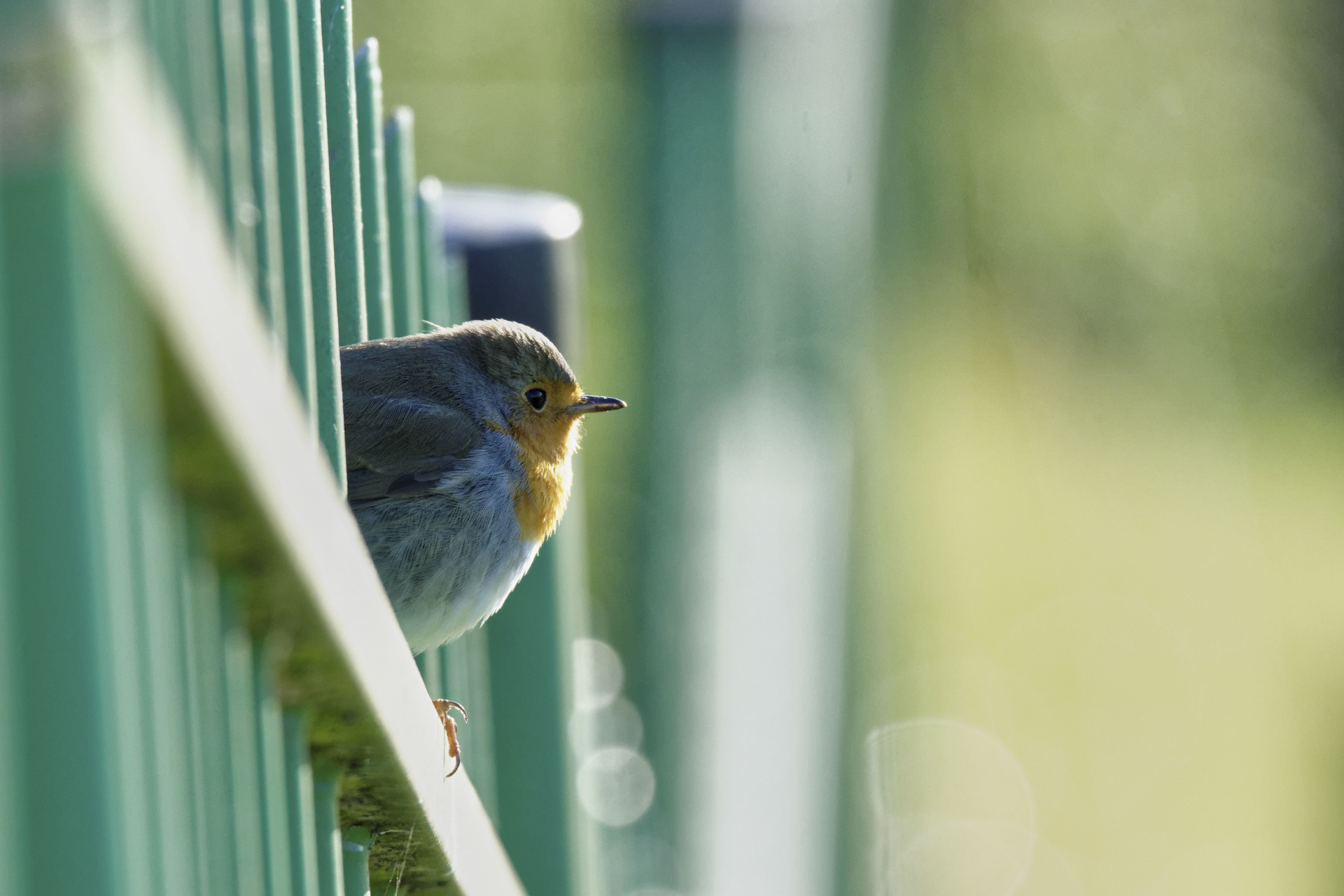 Sole del tardo pomeriggio del pettirosso
