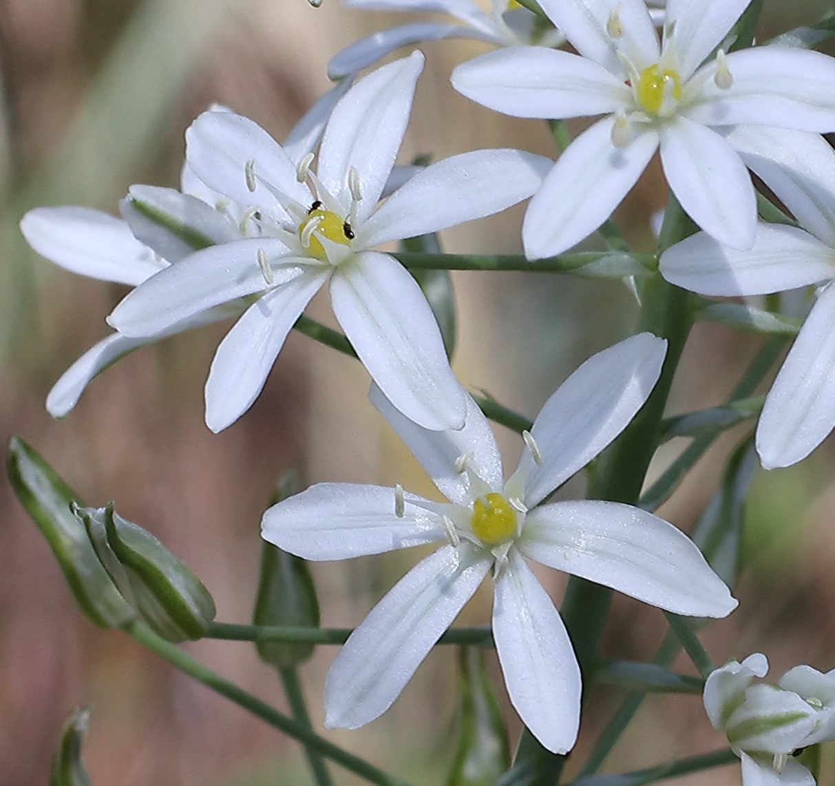 EOS M6-FD 55mm f/1.2 S.S.C. Aspherical.