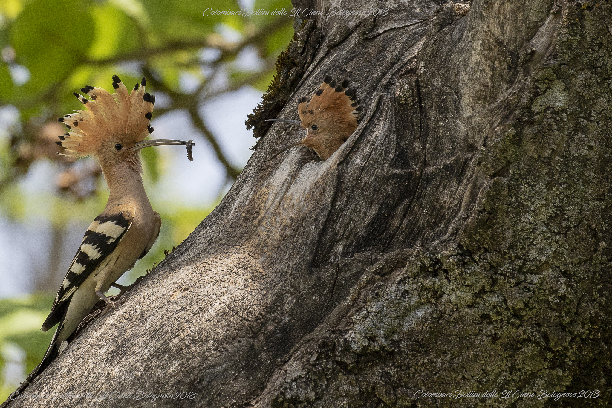 Hoopoe and Upupino at the nest