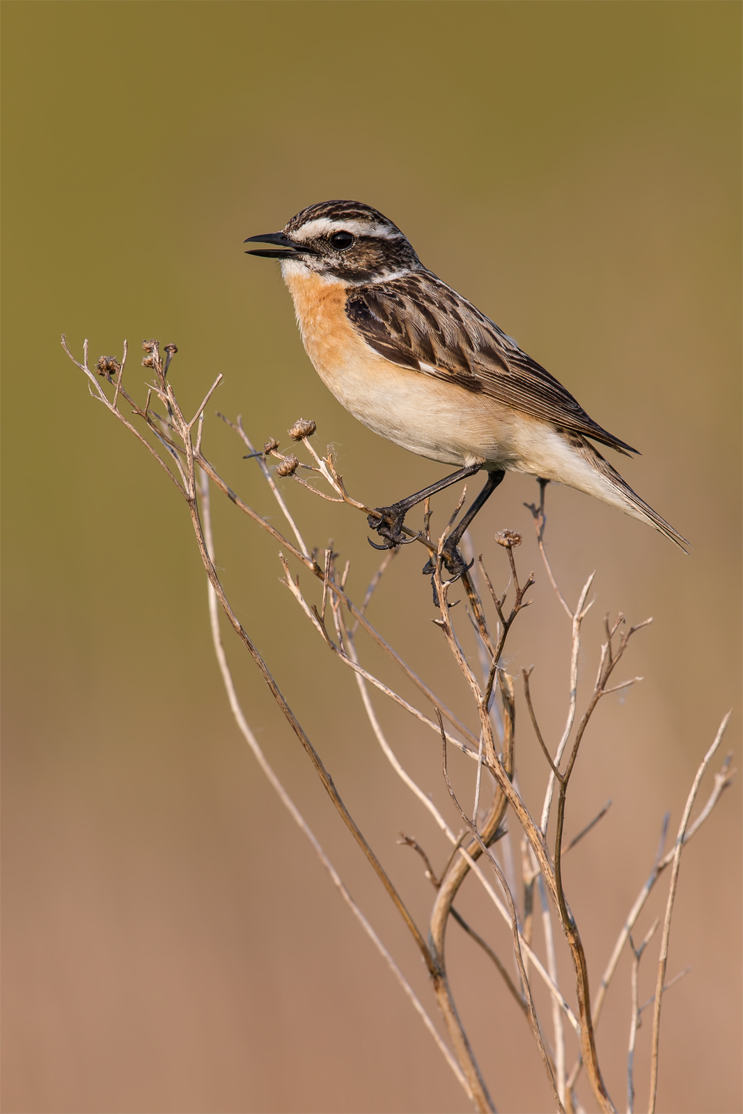 Stiaccino (Saxicola rubetra)
