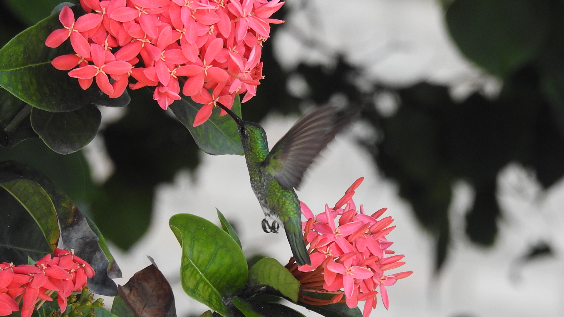 colibrì