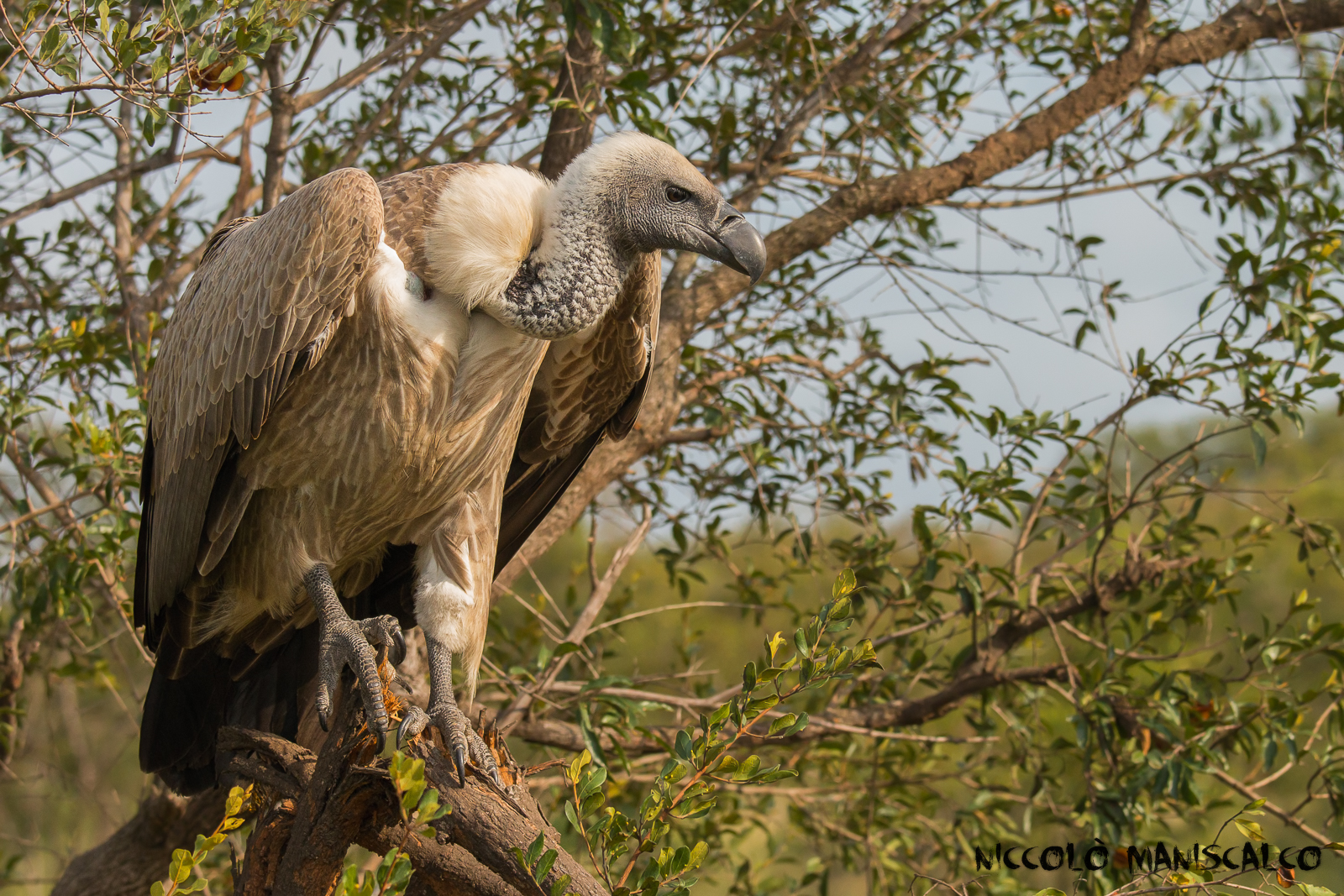 Waiting for the Past (South Africa #21)
