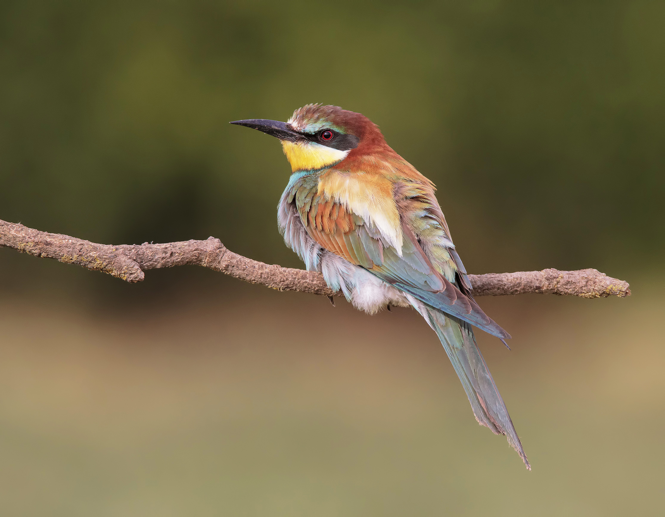 Una tavolozza di colori