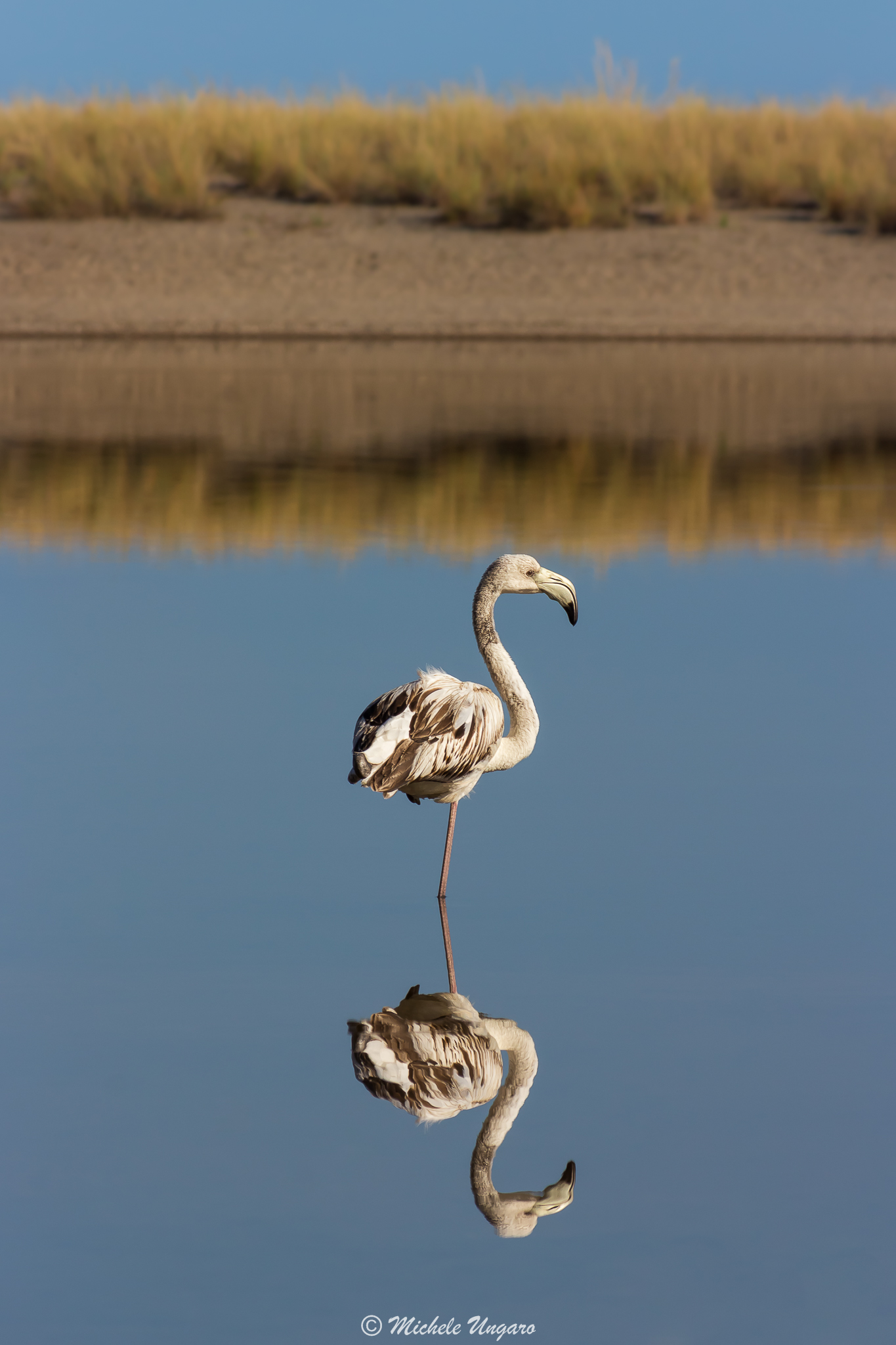 Flamingo in the Mirror