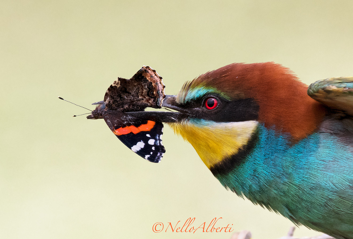 Gruccione con farfalla ! particolare
