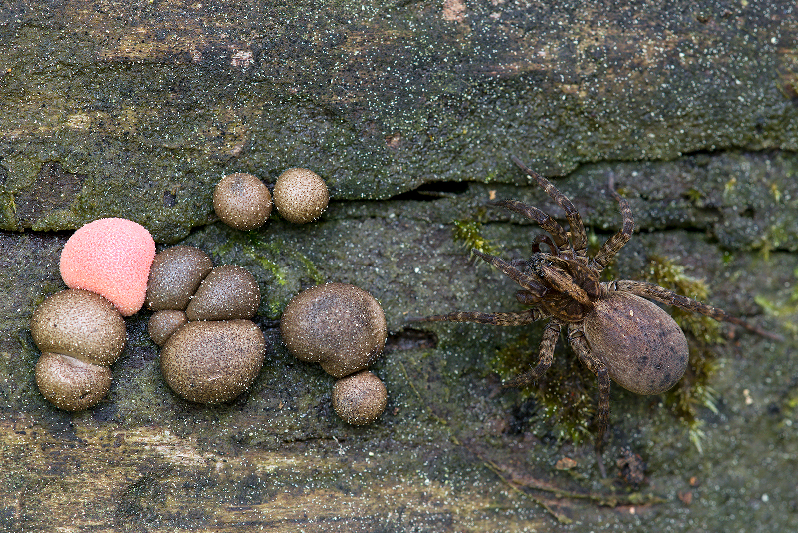 Spider female of the genus Trochosa....
