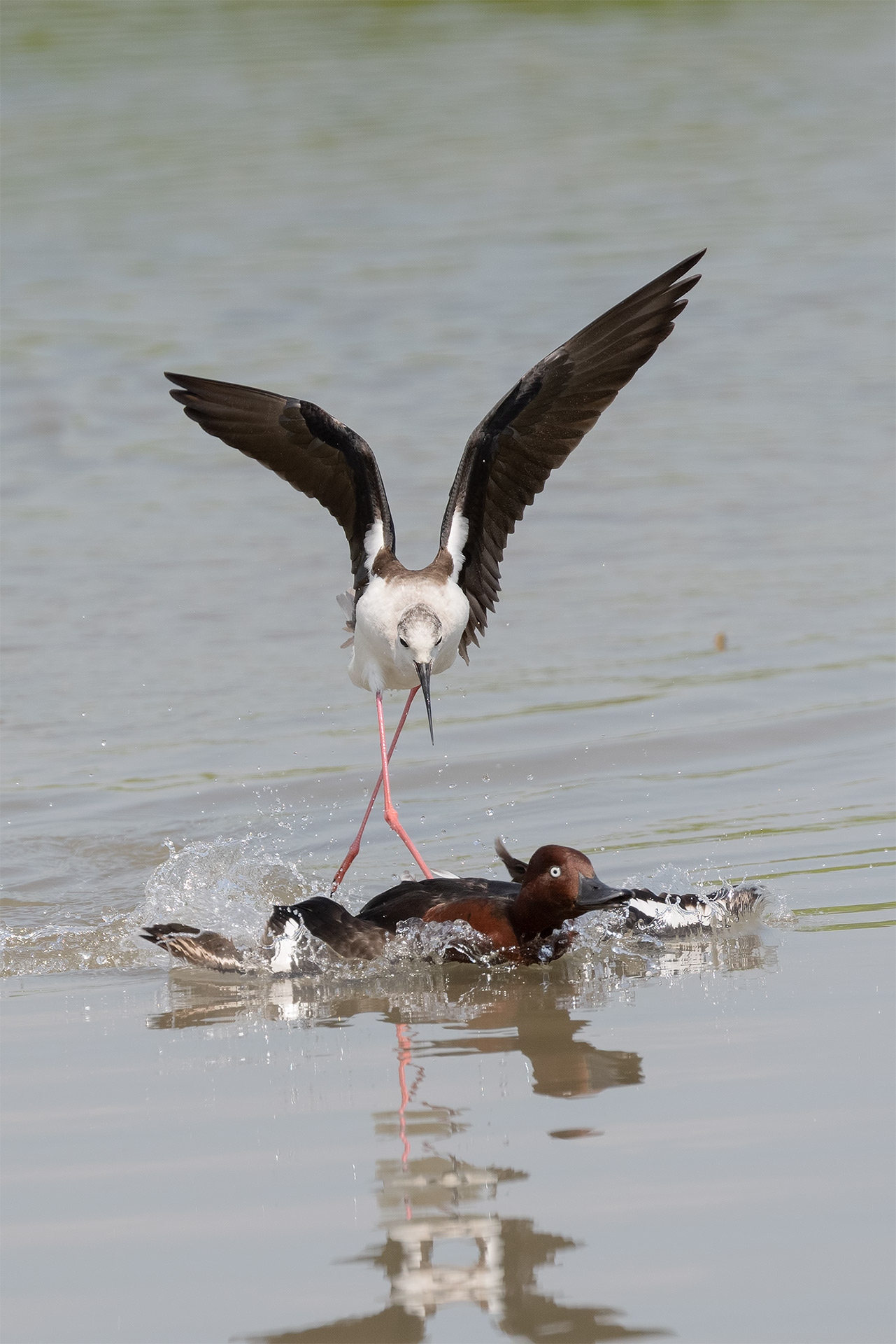 il Cavaliere agressivo