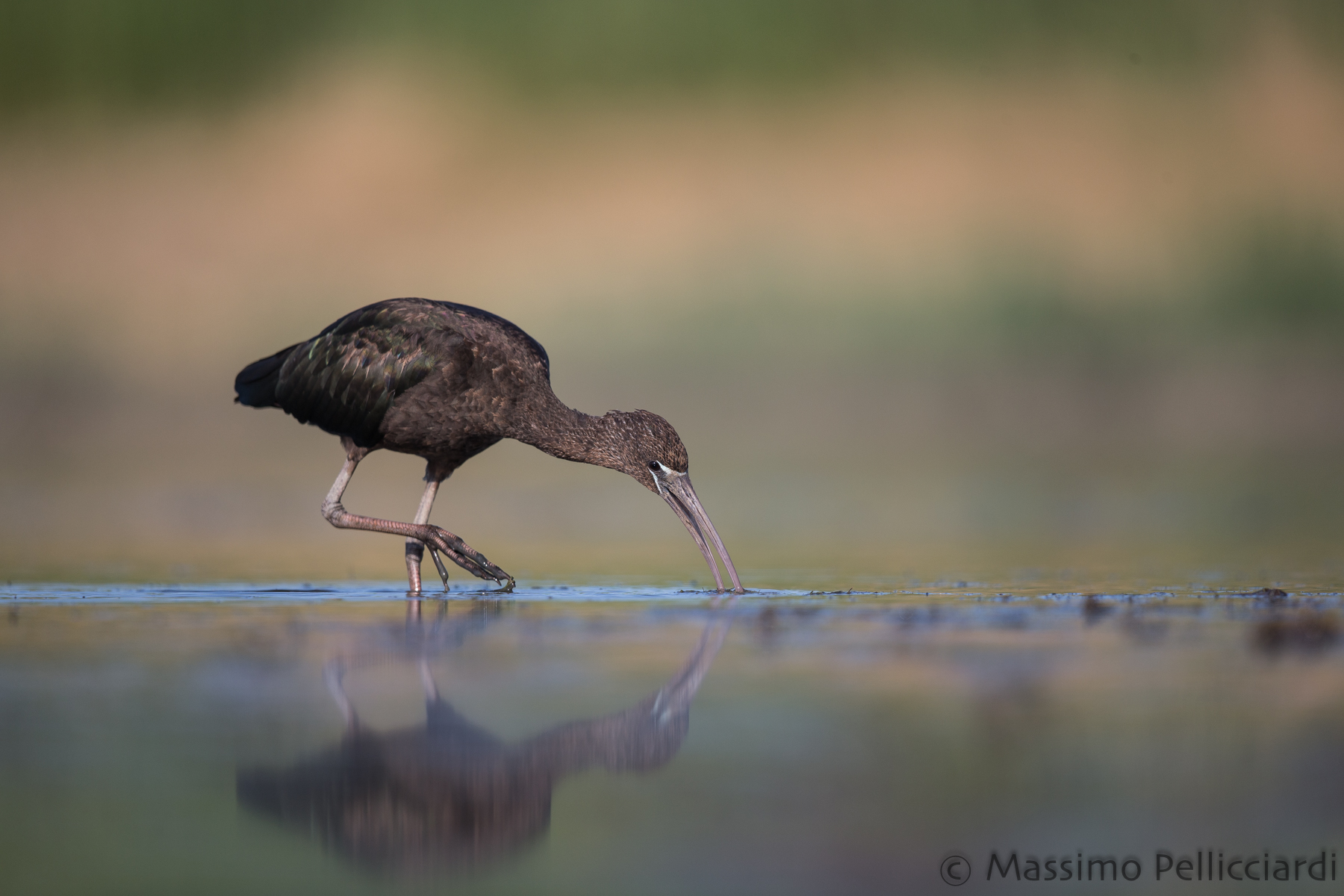 Glossy at full opening