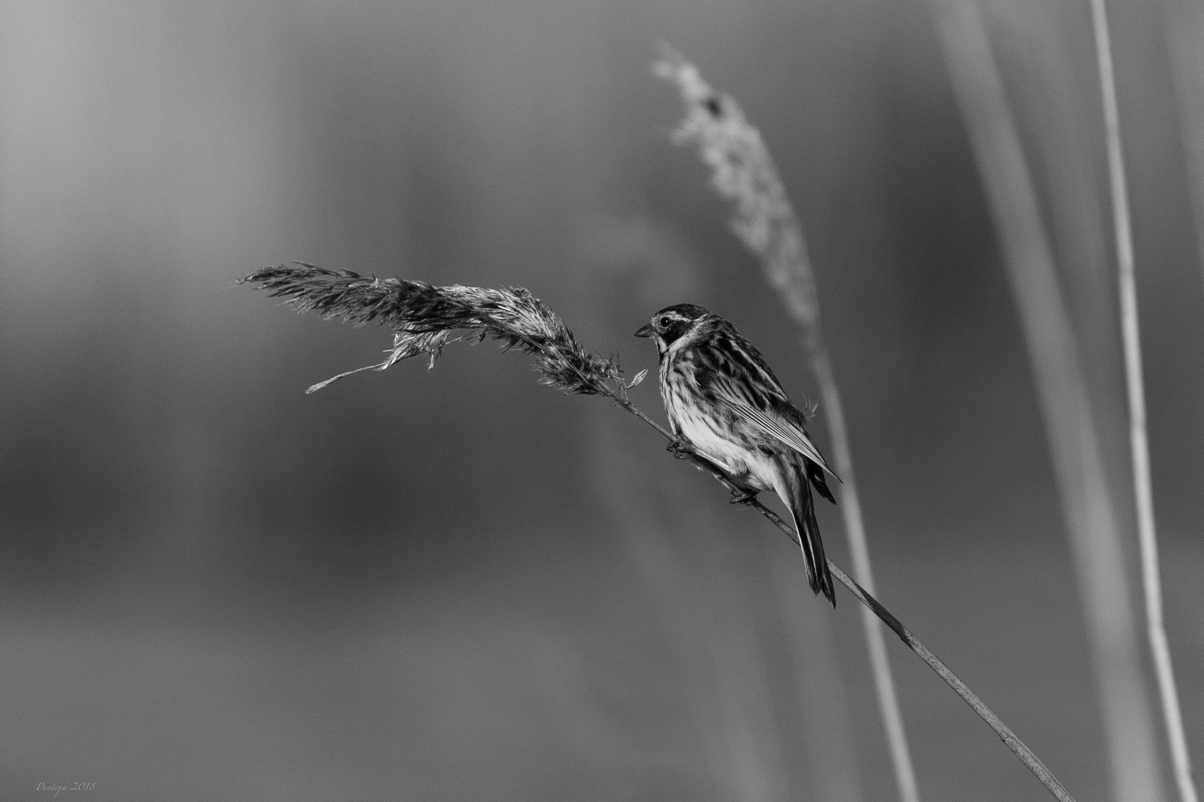 Reed bunting