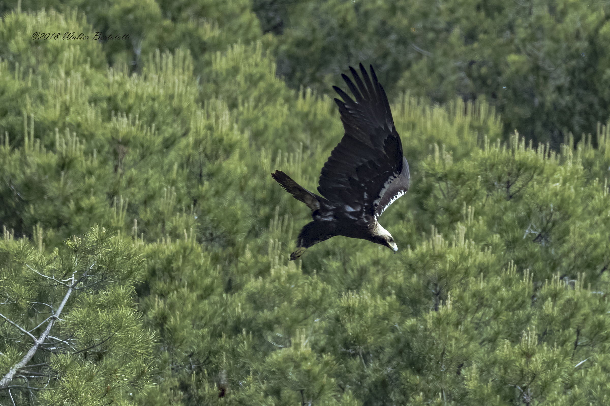 aquila imperiale spagnola