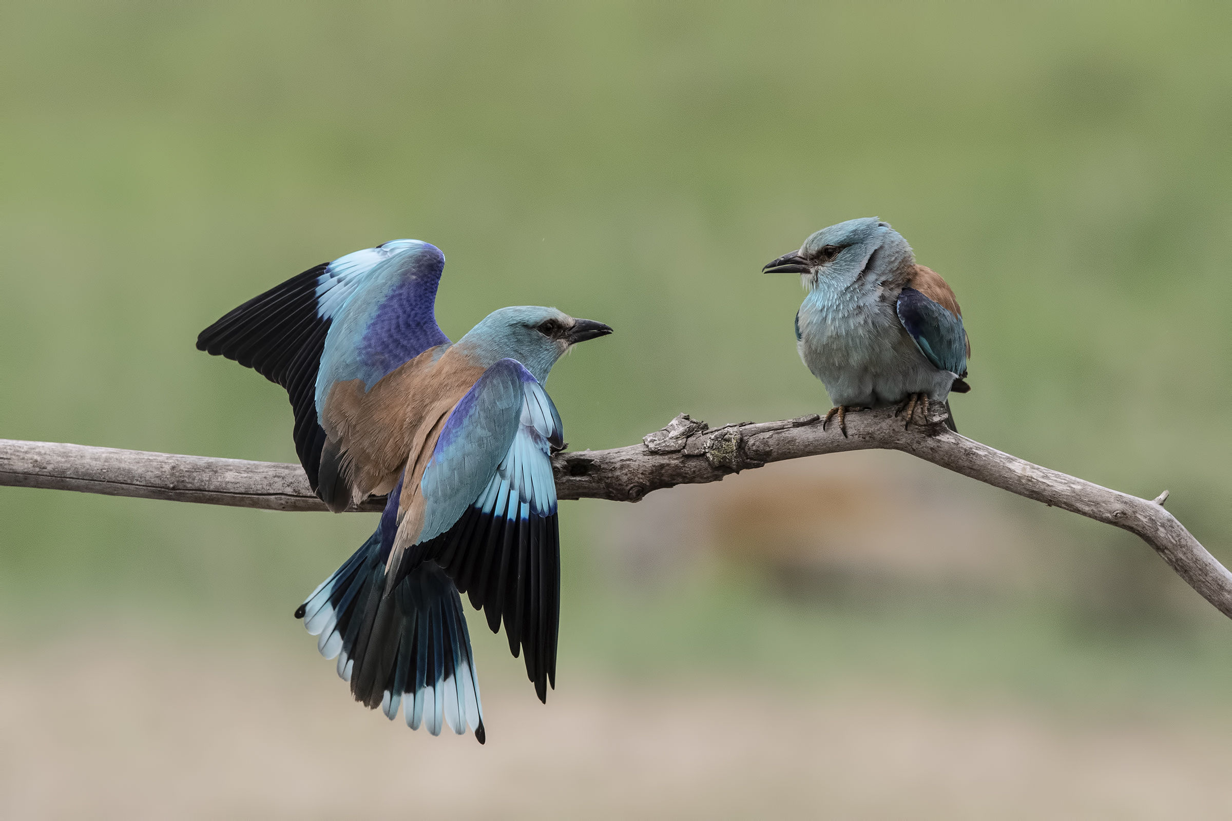 Femmina chiama, maschio risponde