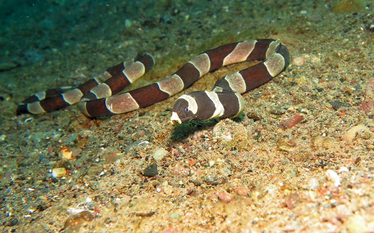 Non sono un serpente