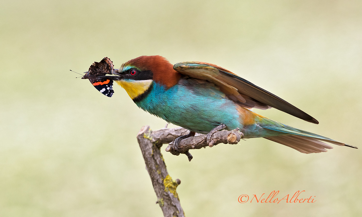 Eater on the ground 1