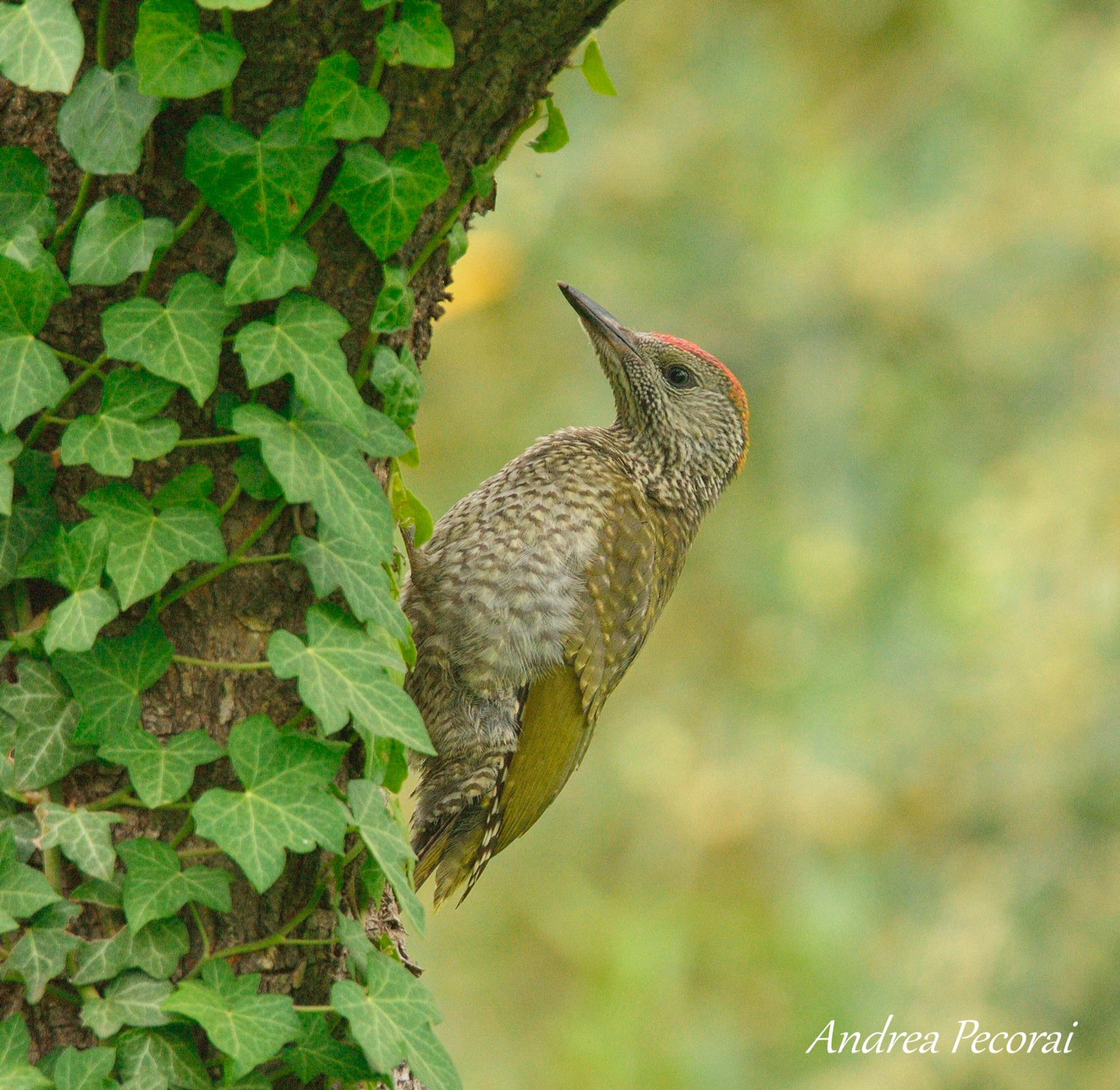 Young Green Woodpecker