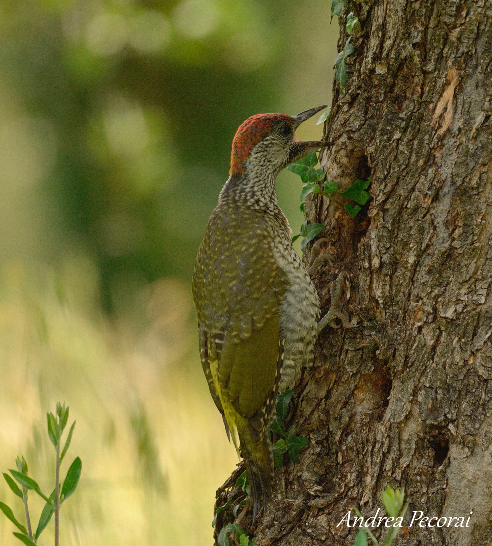 Young Green Woodpecker in singing tests