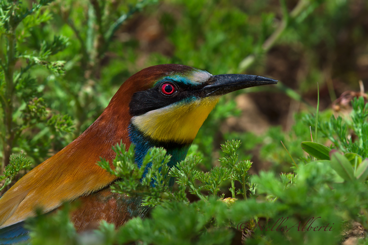 Eater on the ground!