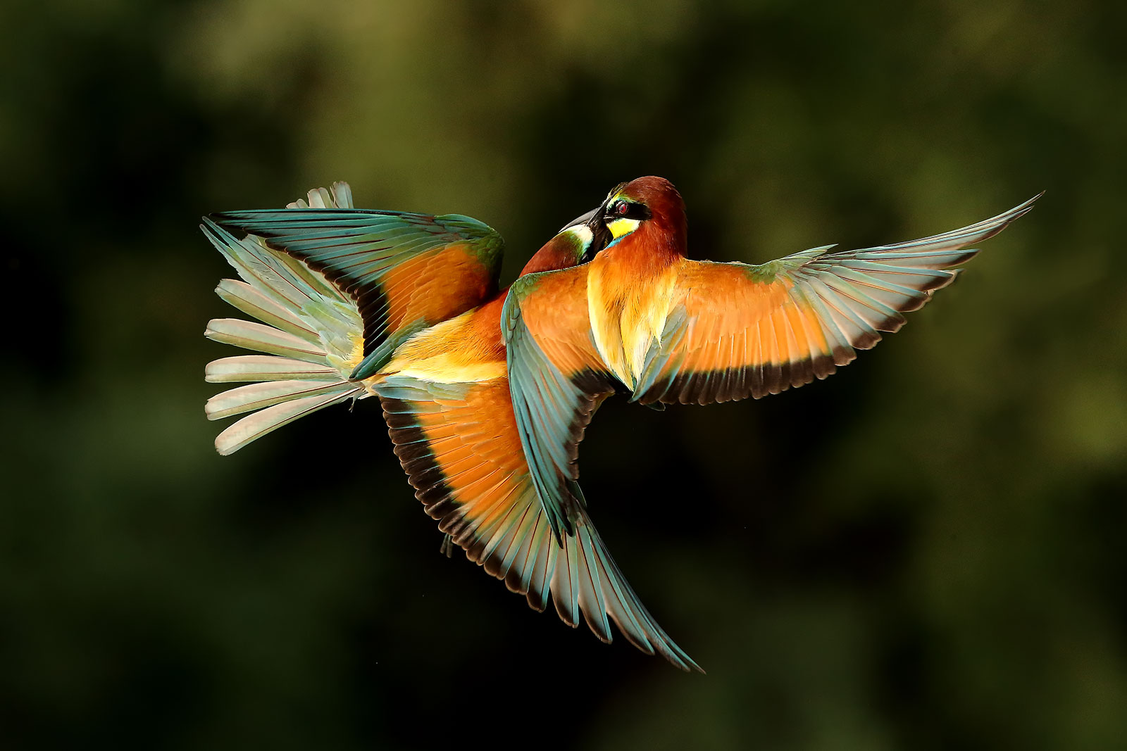Fightin' Bee-Eaters
