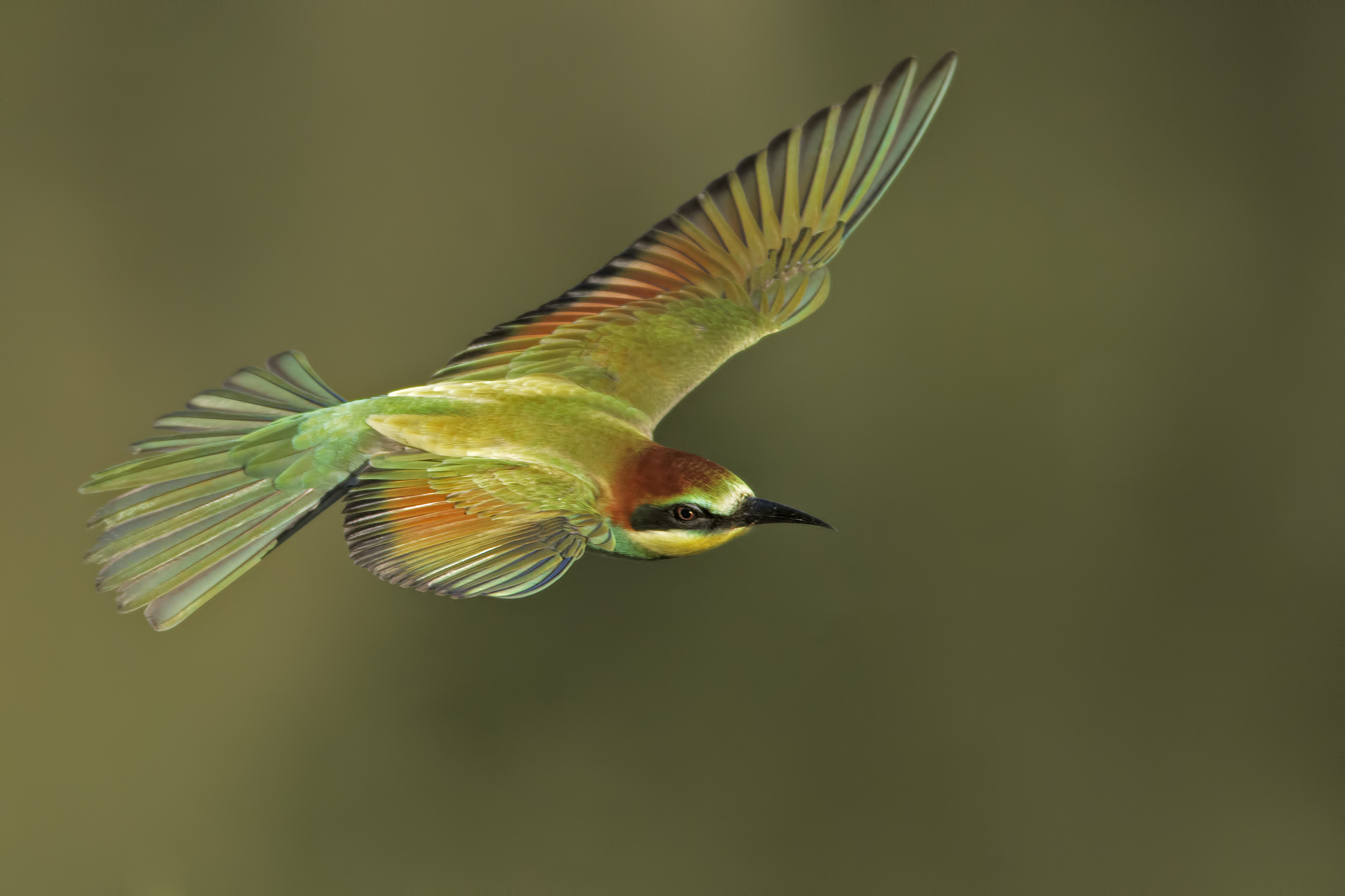 Bee-eater