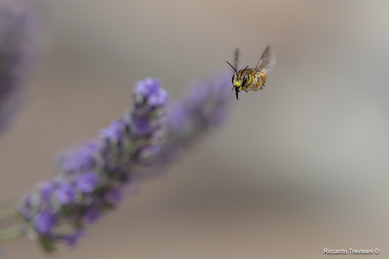 flying bee