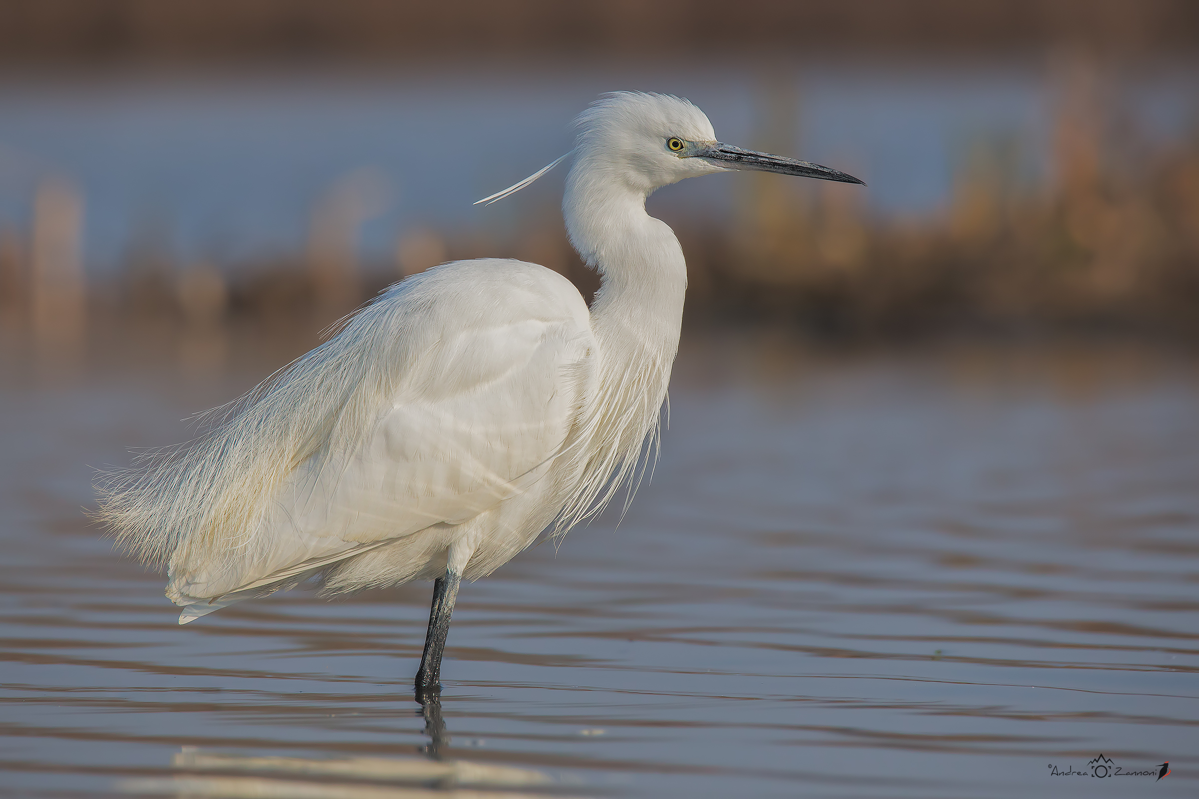 Egretta Egret