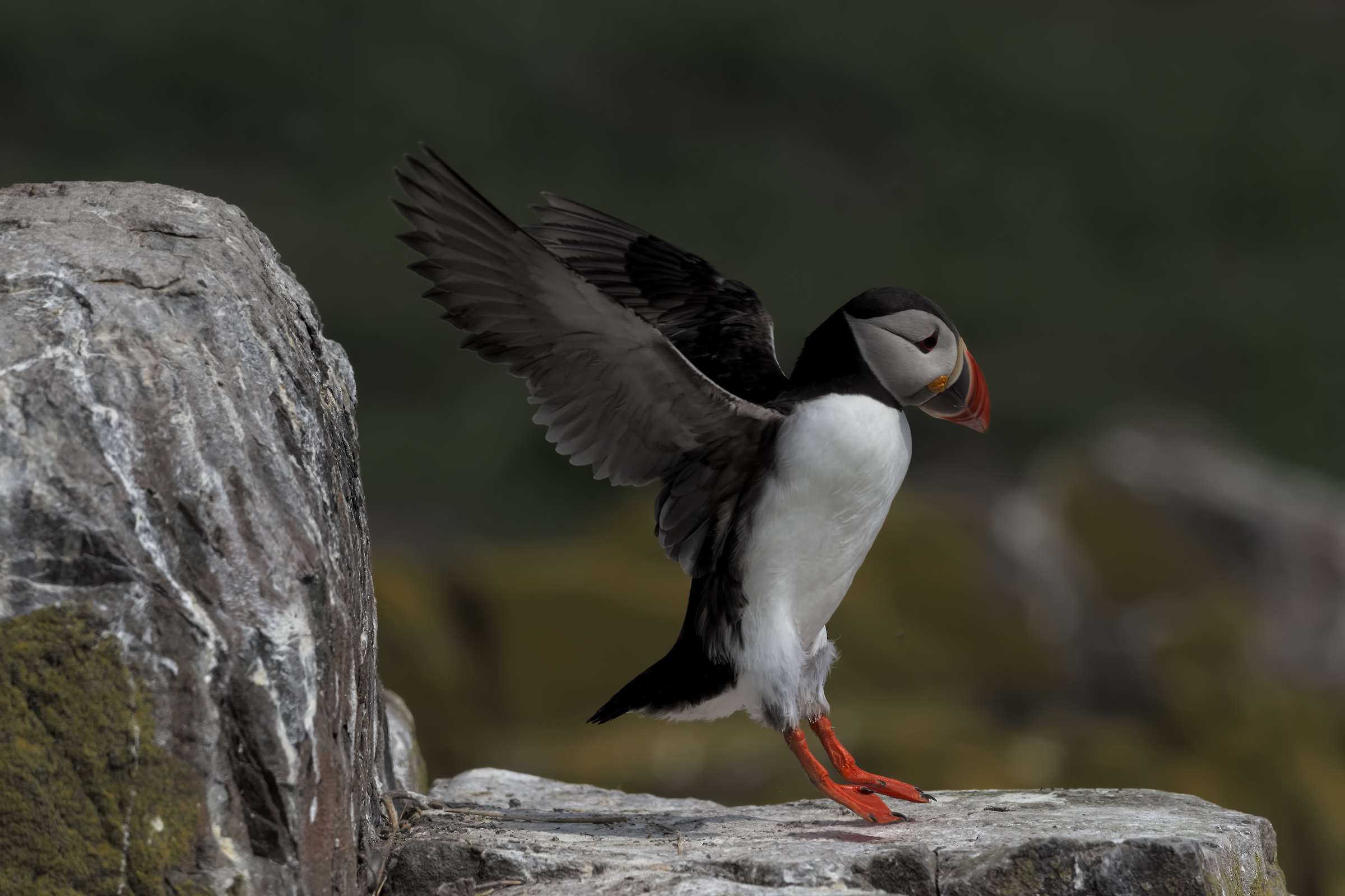 Puffin in atterraggio