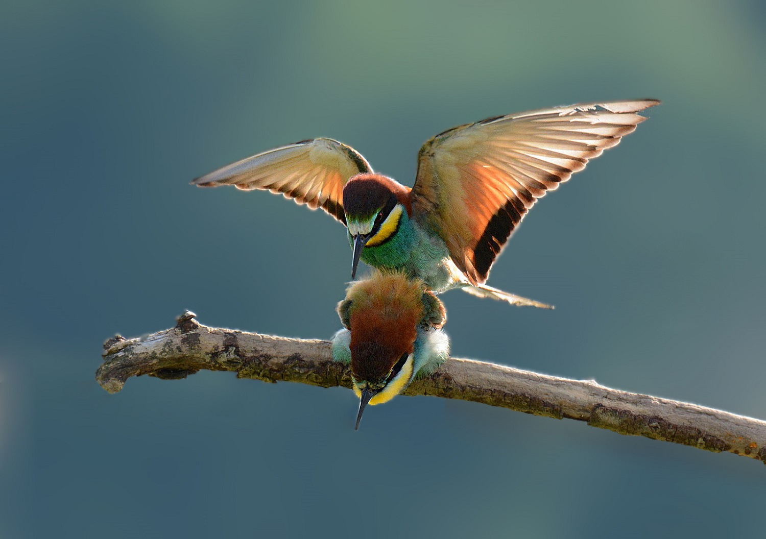 Gruccioni in love.....