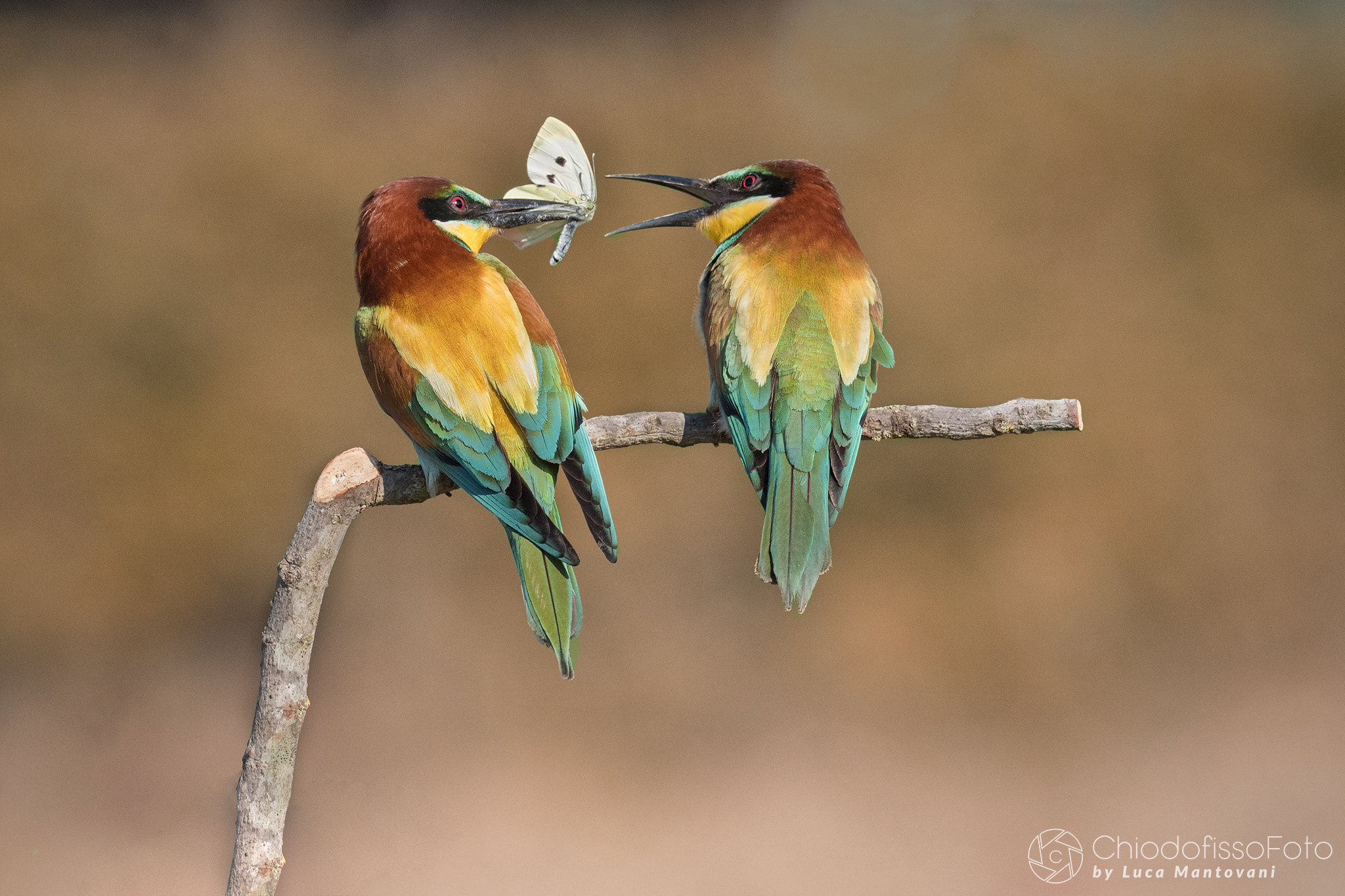 Eaters, white butterfly as a gift!
