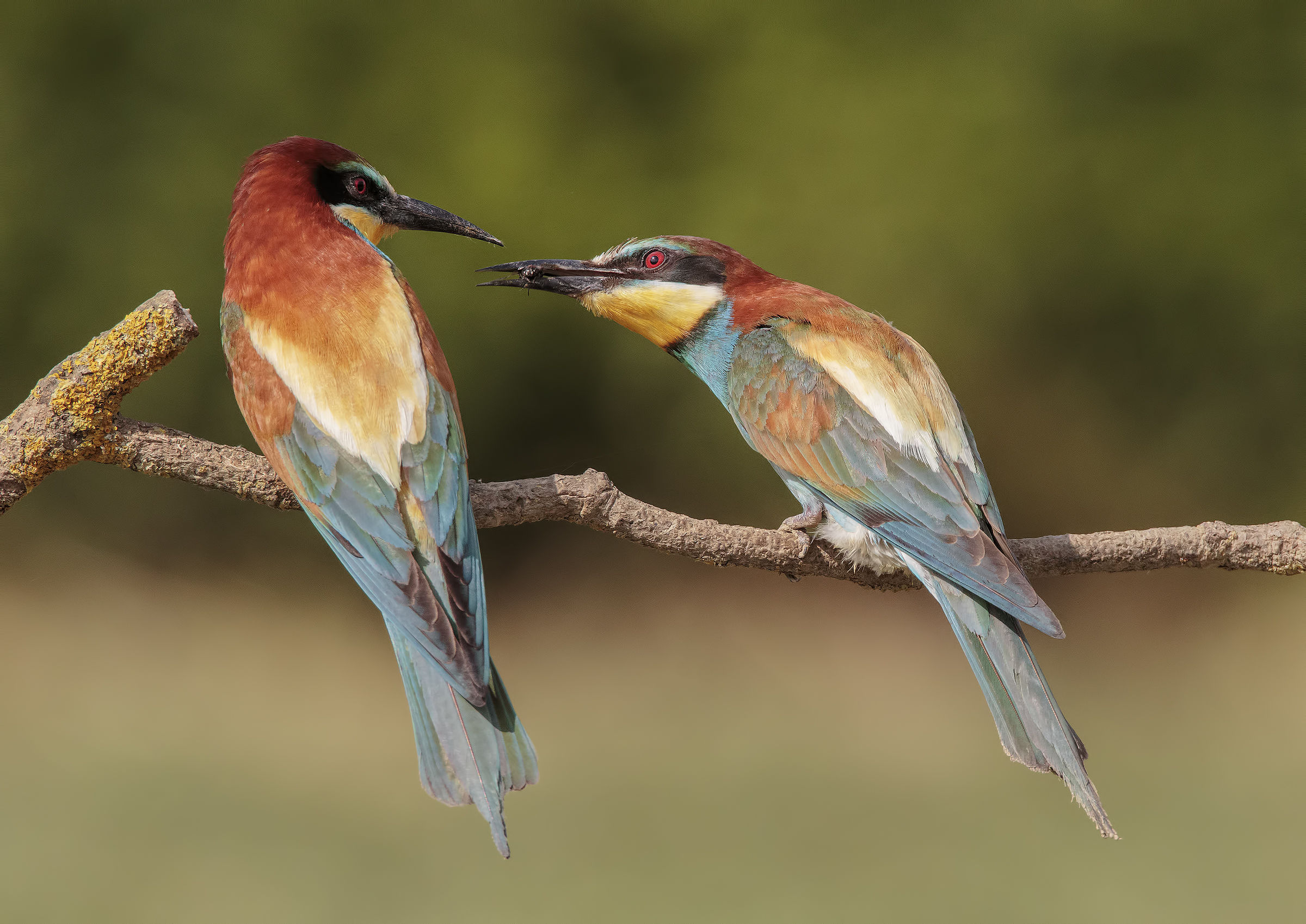 Grazie per il dono !