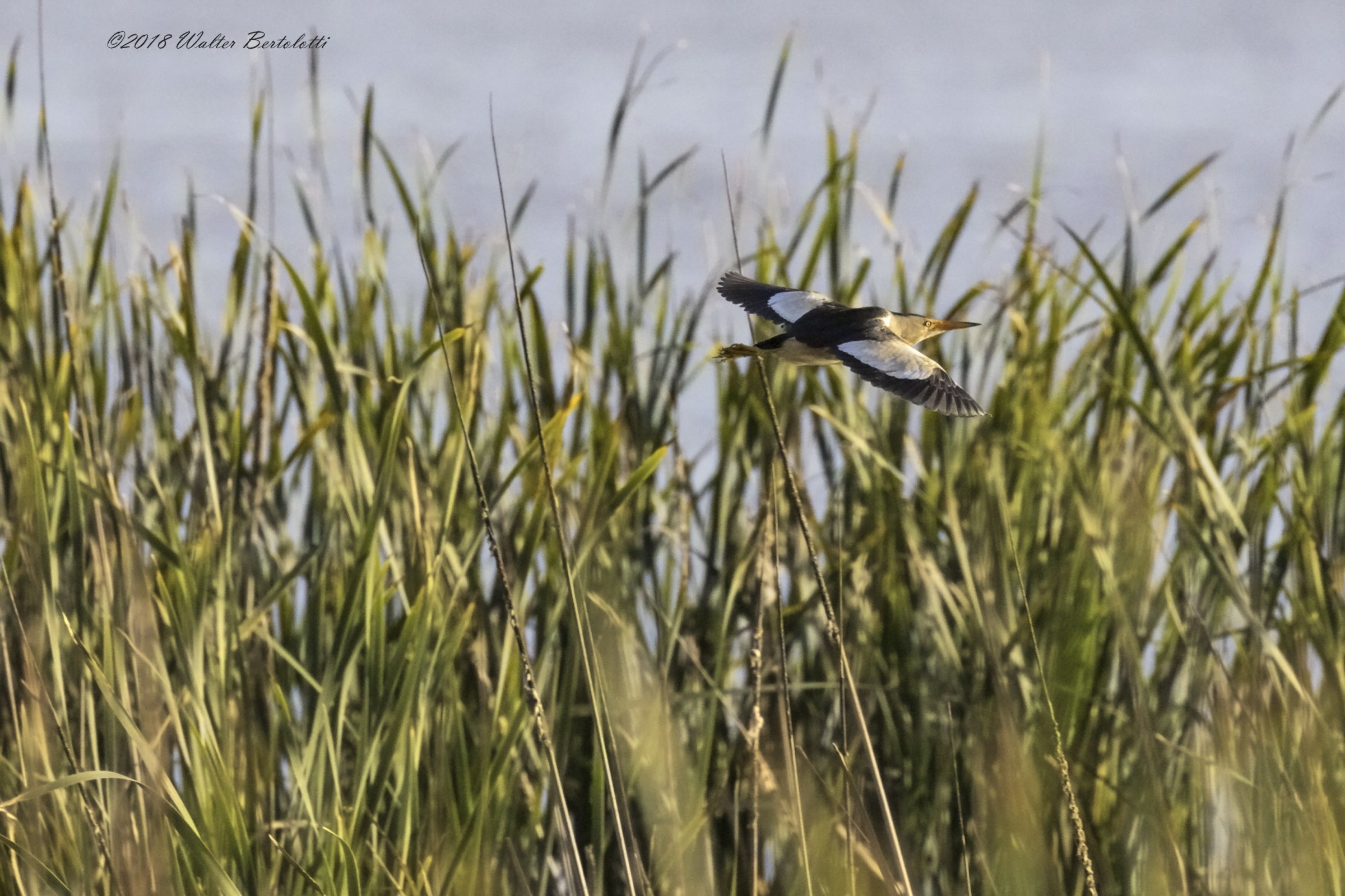la fuga del tarabusino