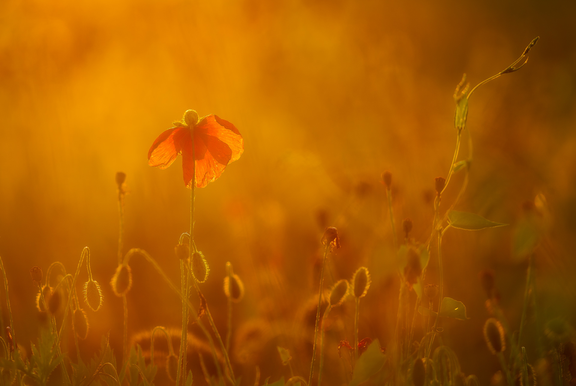 The magic sunset light